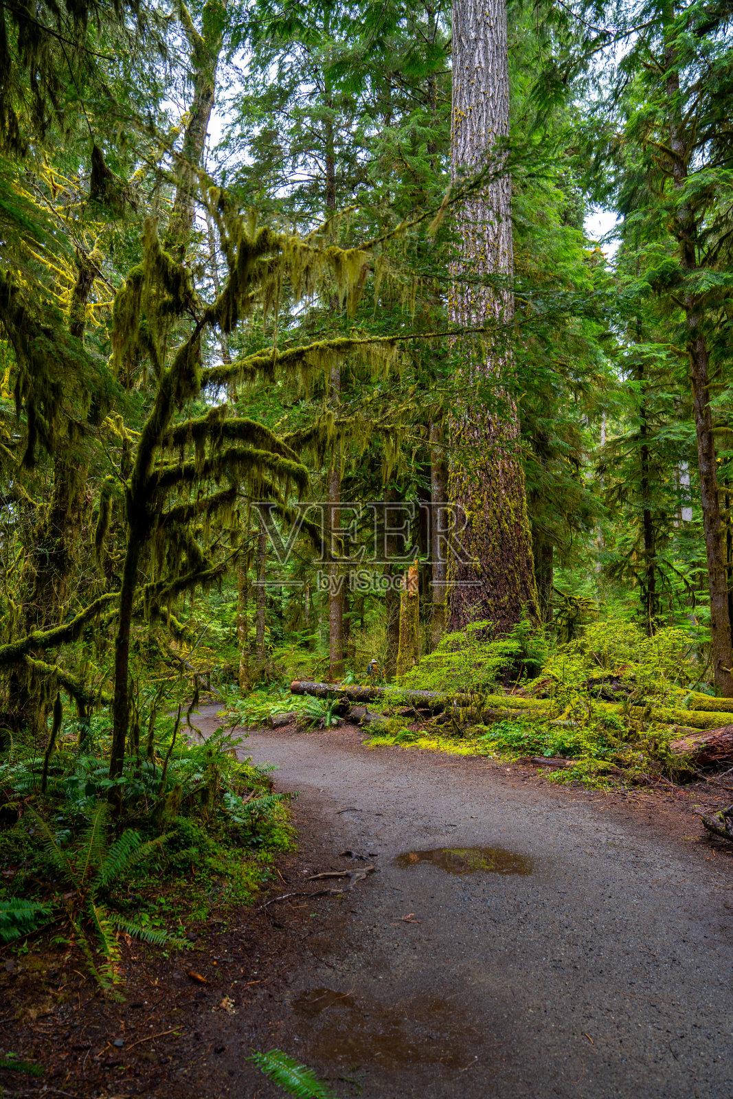 奥林匹克国家公园新月湖附近的徒步小径照片摄影图片
