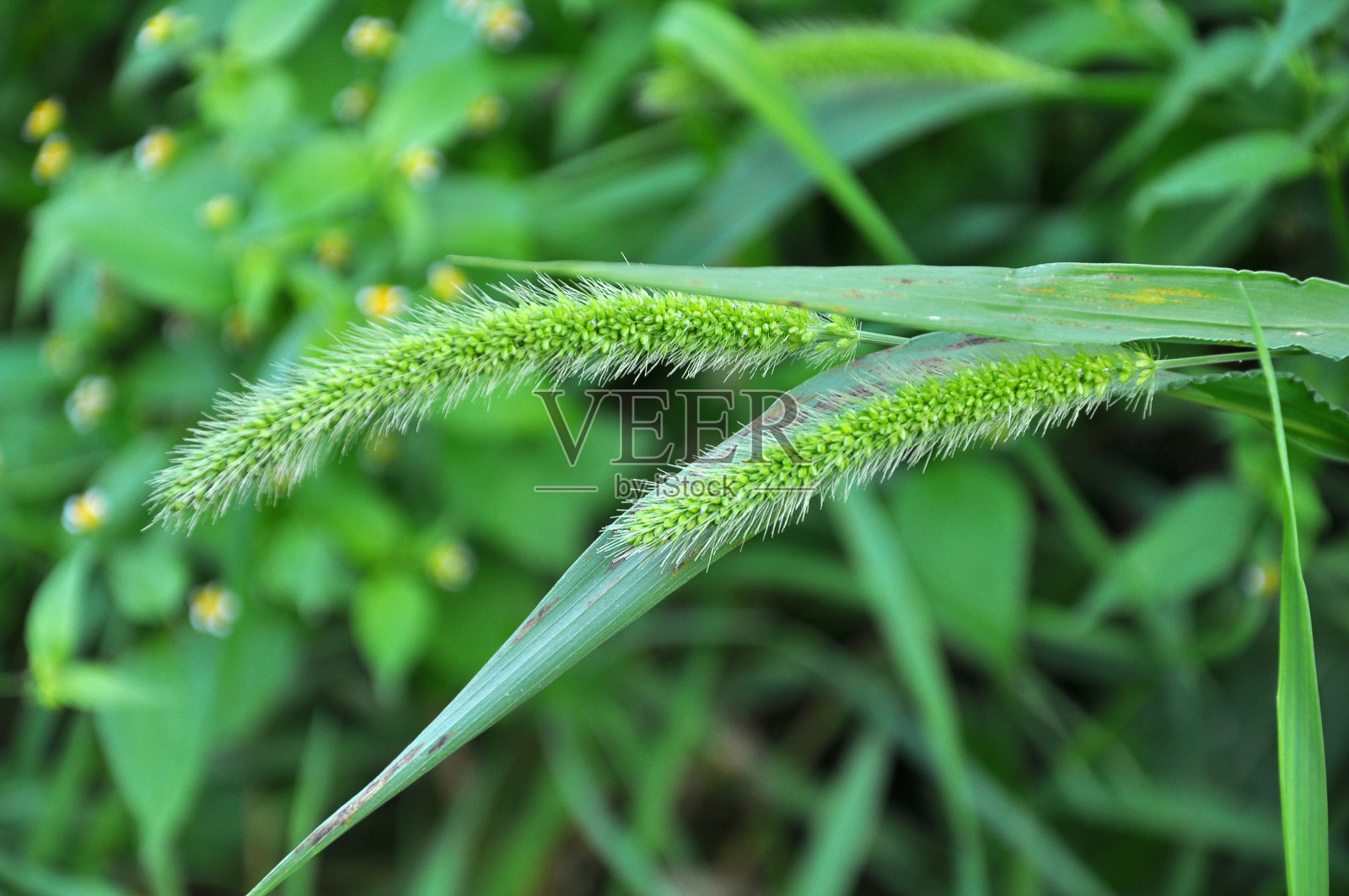 狗尾草生长在田野里。照片摄影图片