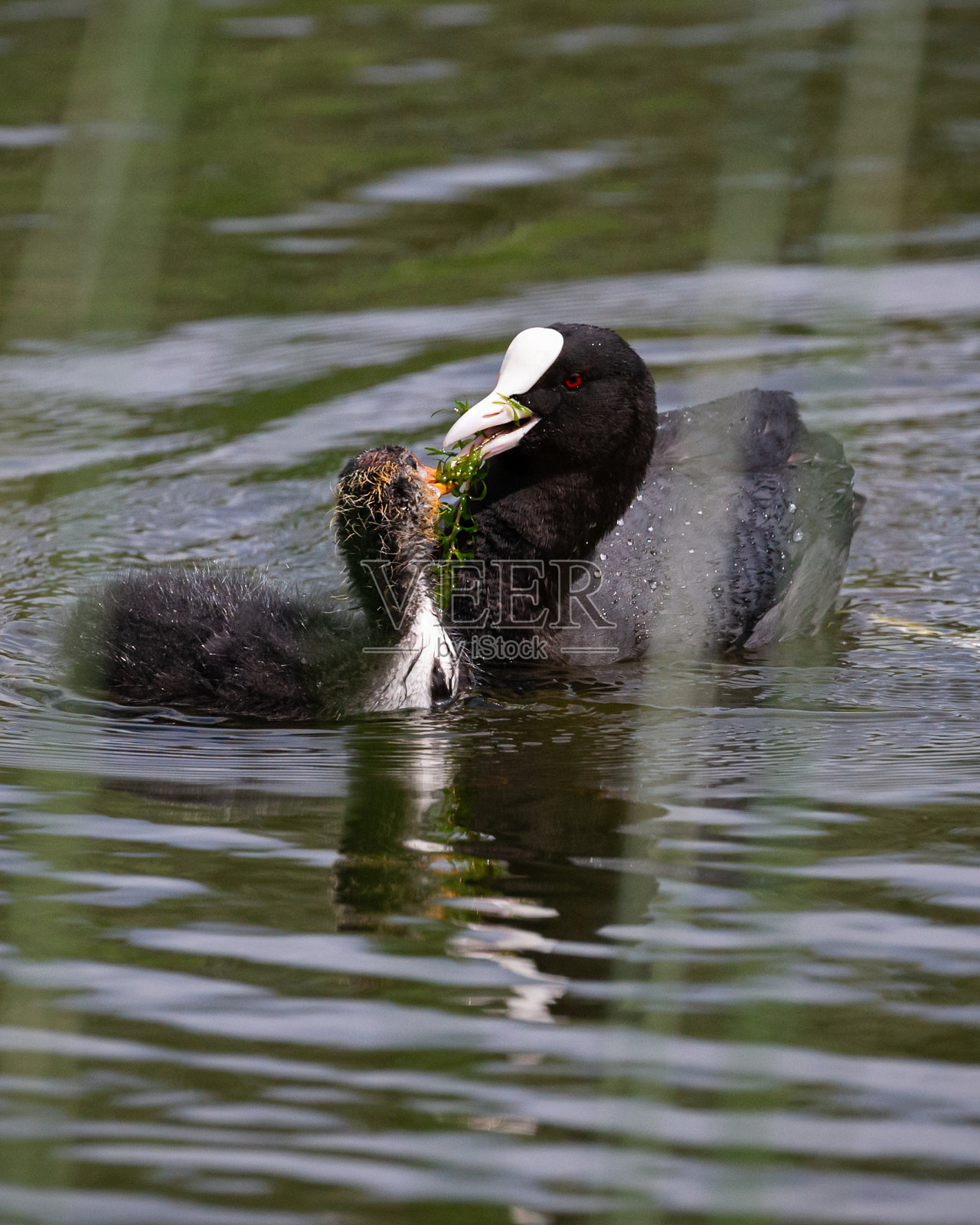 侧面视图特写的欧亚白骨顶父母喂养一个小鸡照片摄影图片