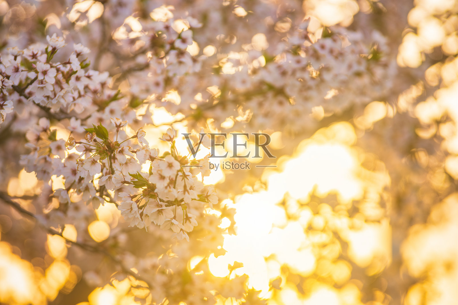 樱花盛开在日落照片摄影图片