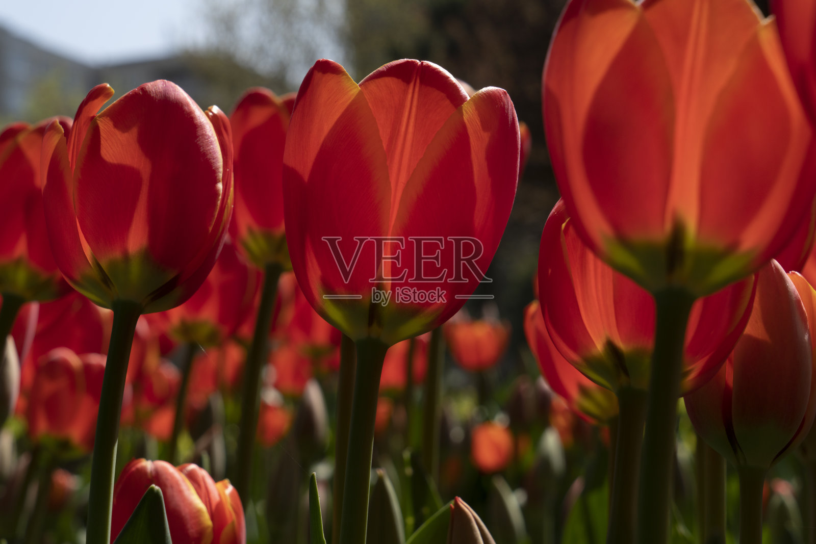 春天阳光明媚的田野上的郁金香照片摄影图片