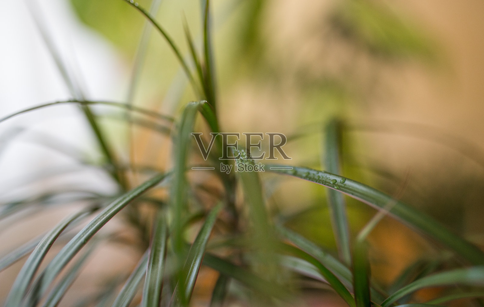 潮湿的室内植物的特写照片摄影图片