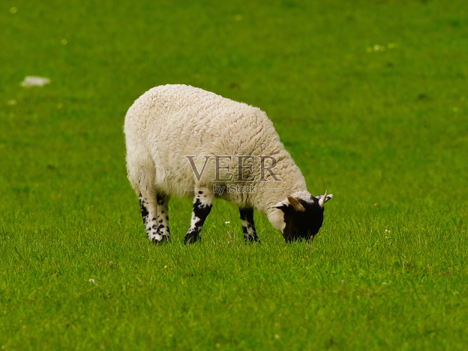 羊羔羊照片摄影图片