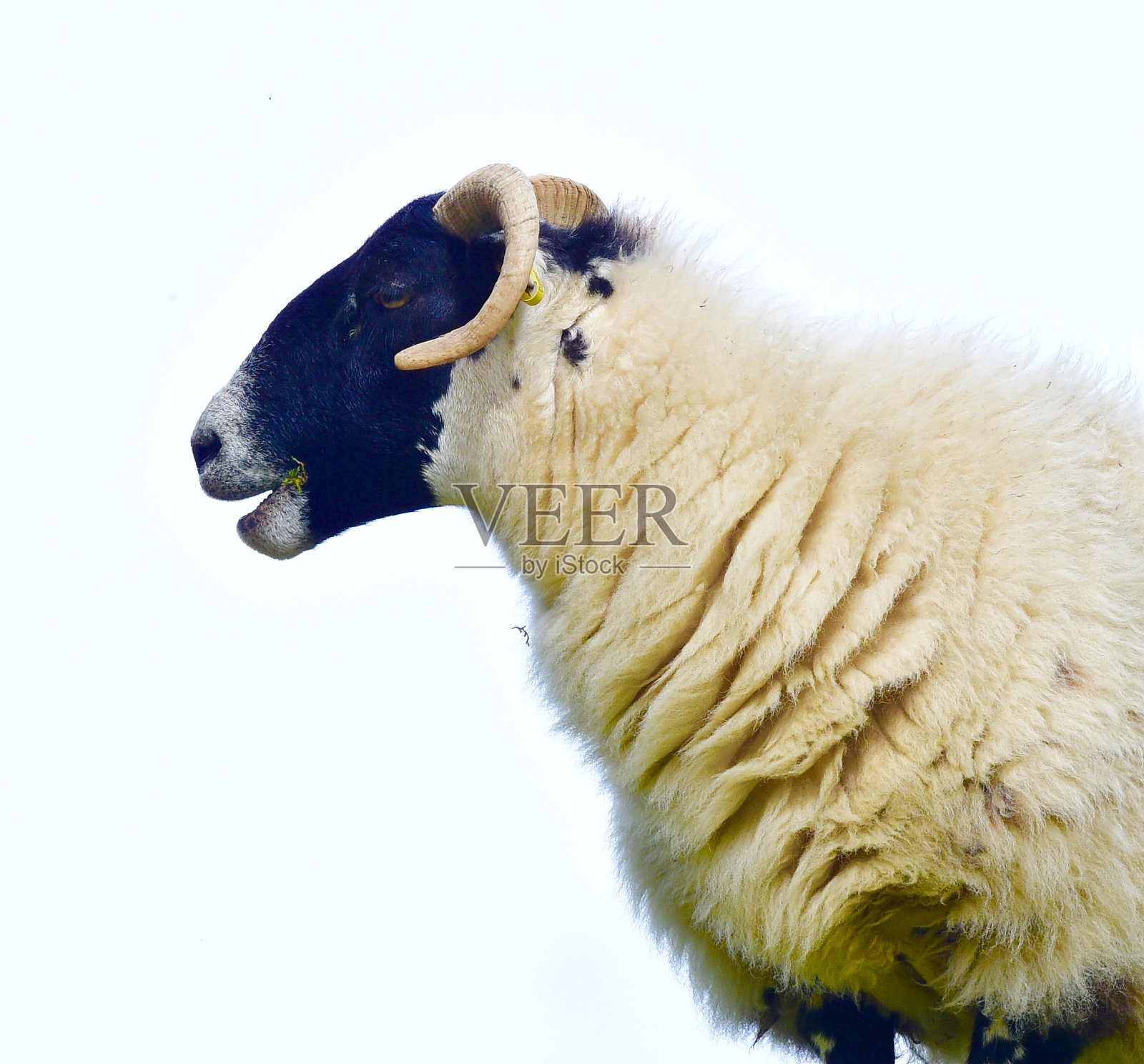 羊羔羊照片摄影图片