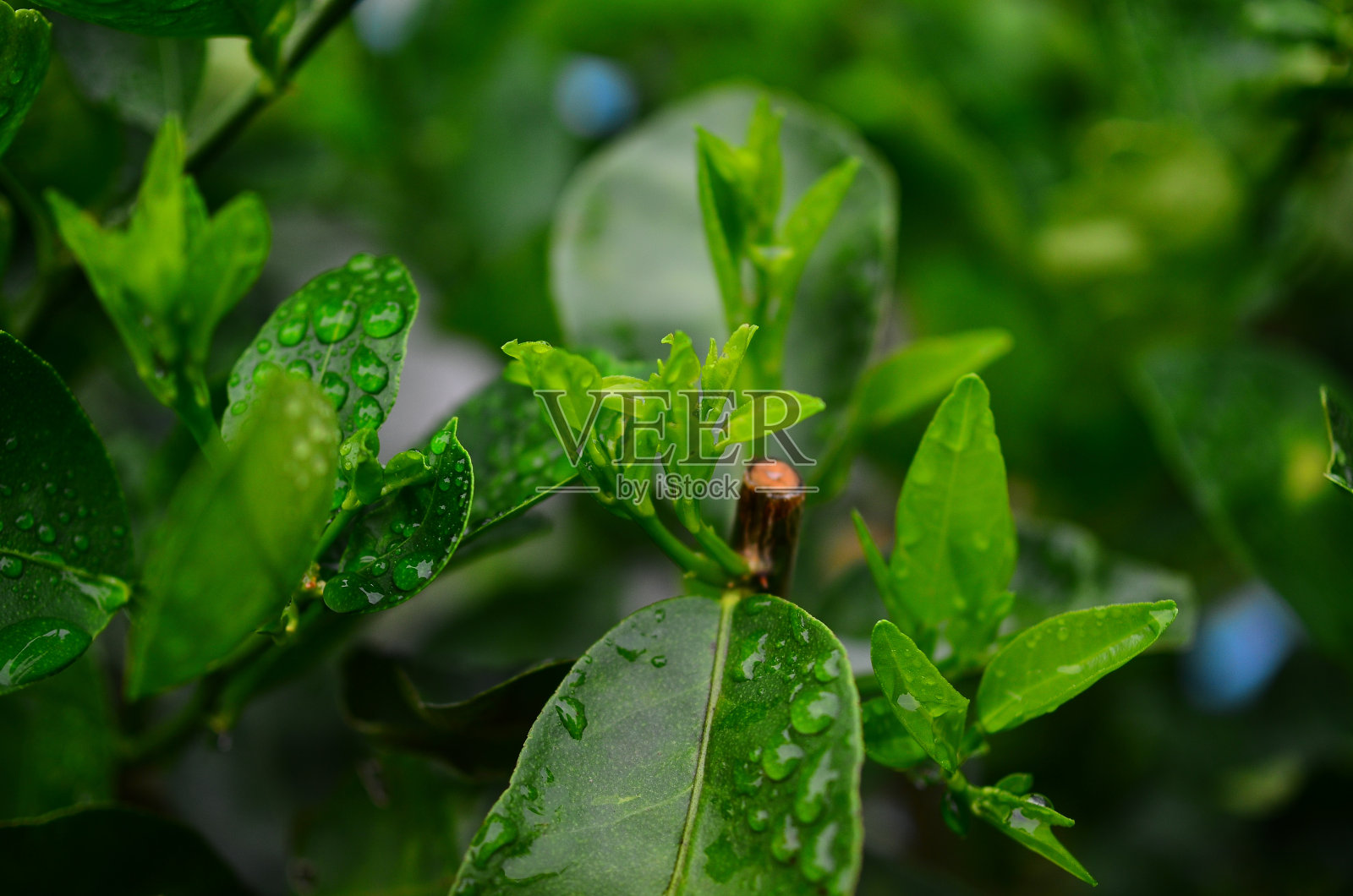 房子周围的自然照片摄影图片