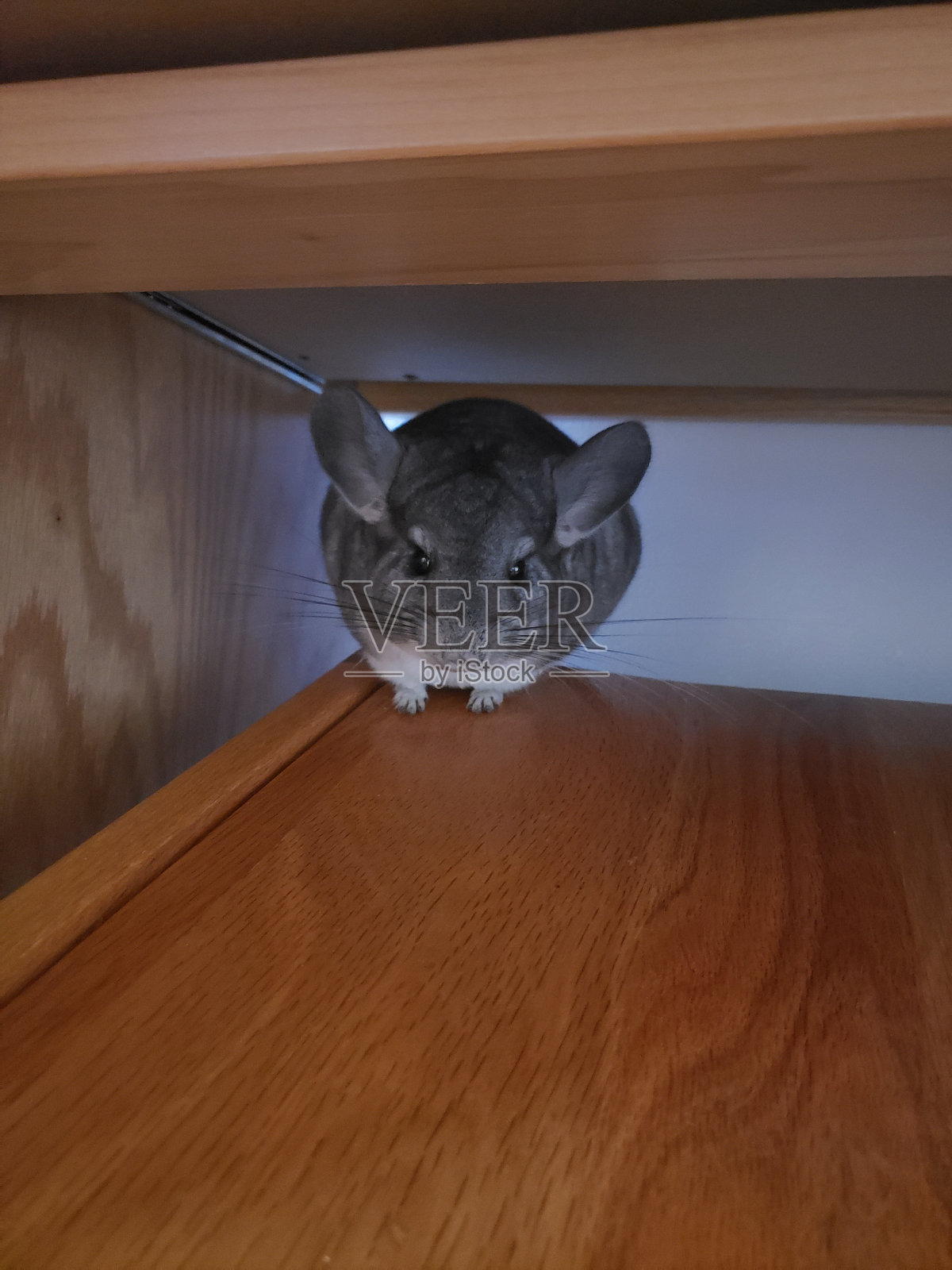 一个卑鄙的钦奇利亚照片摄影图片