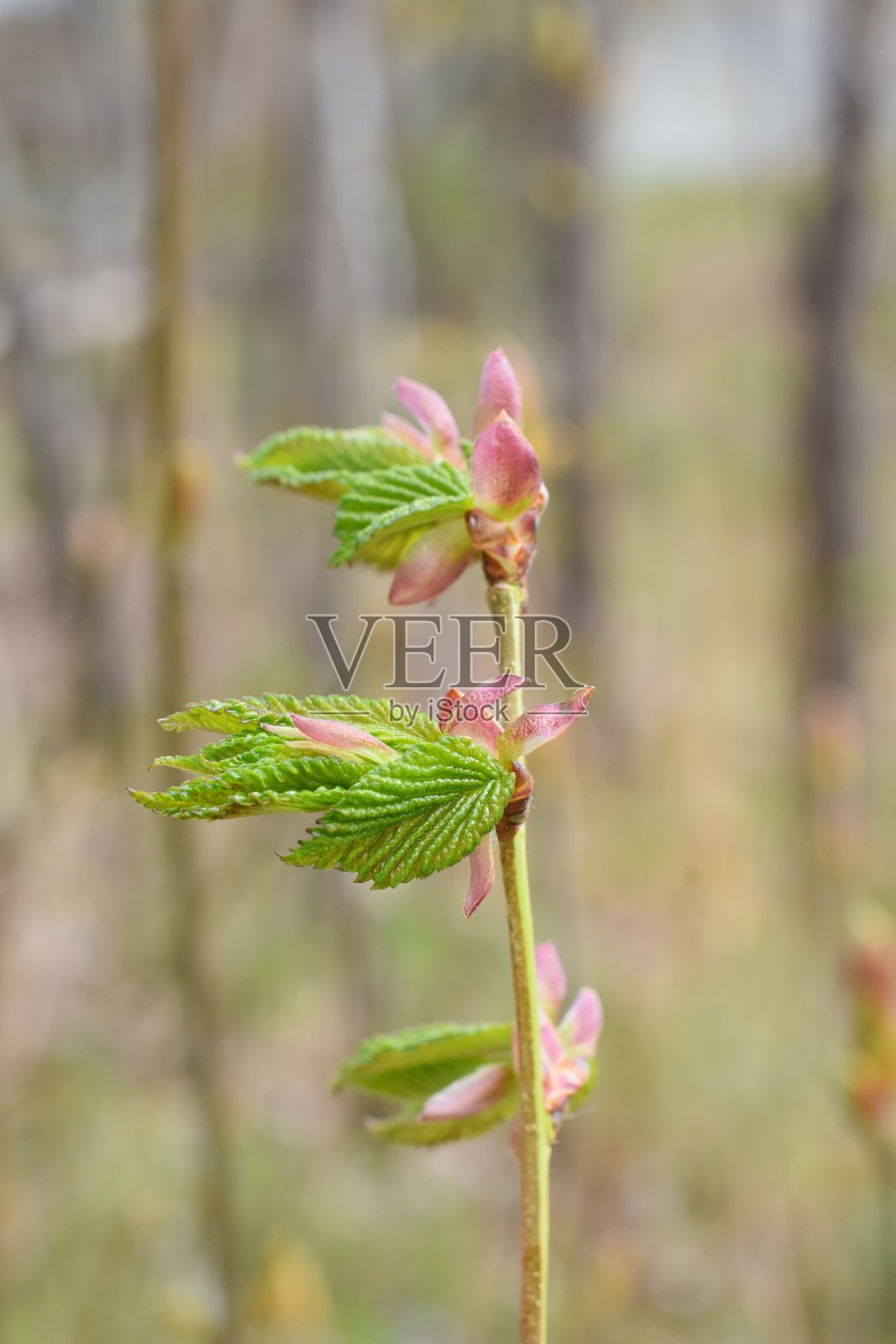 欧洲榛子树上发芽的叶子照片摄影图片