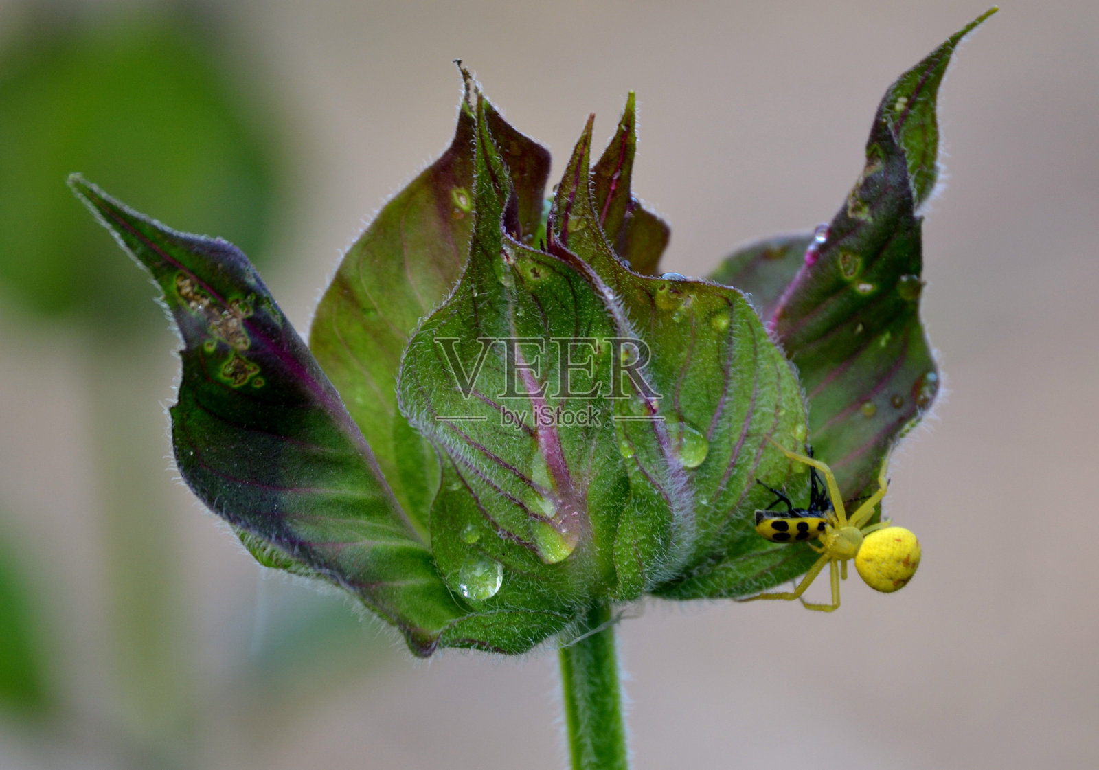 黄色的蜘蛛照片摄影图片