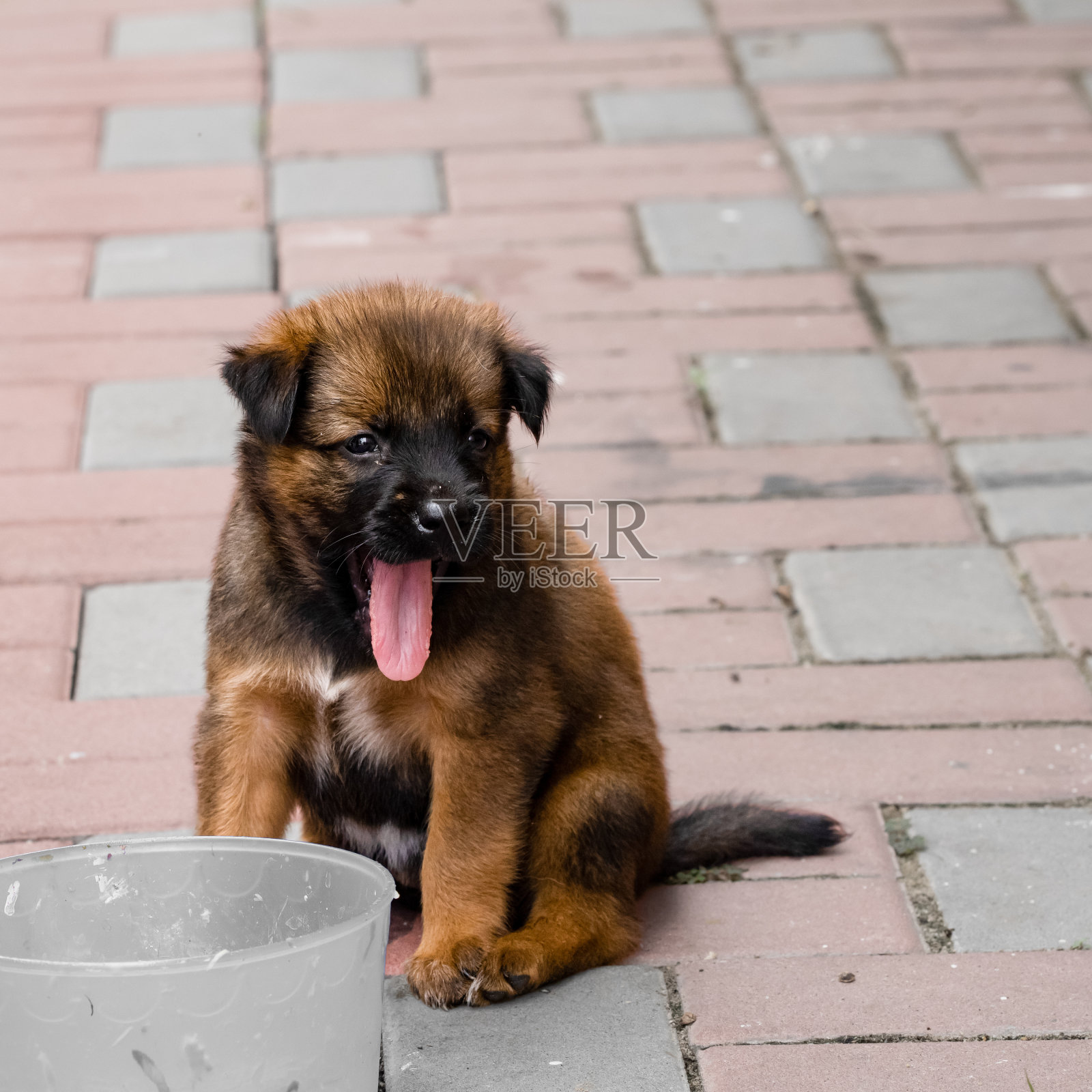可爱的棕色小狗。照片摄影图片