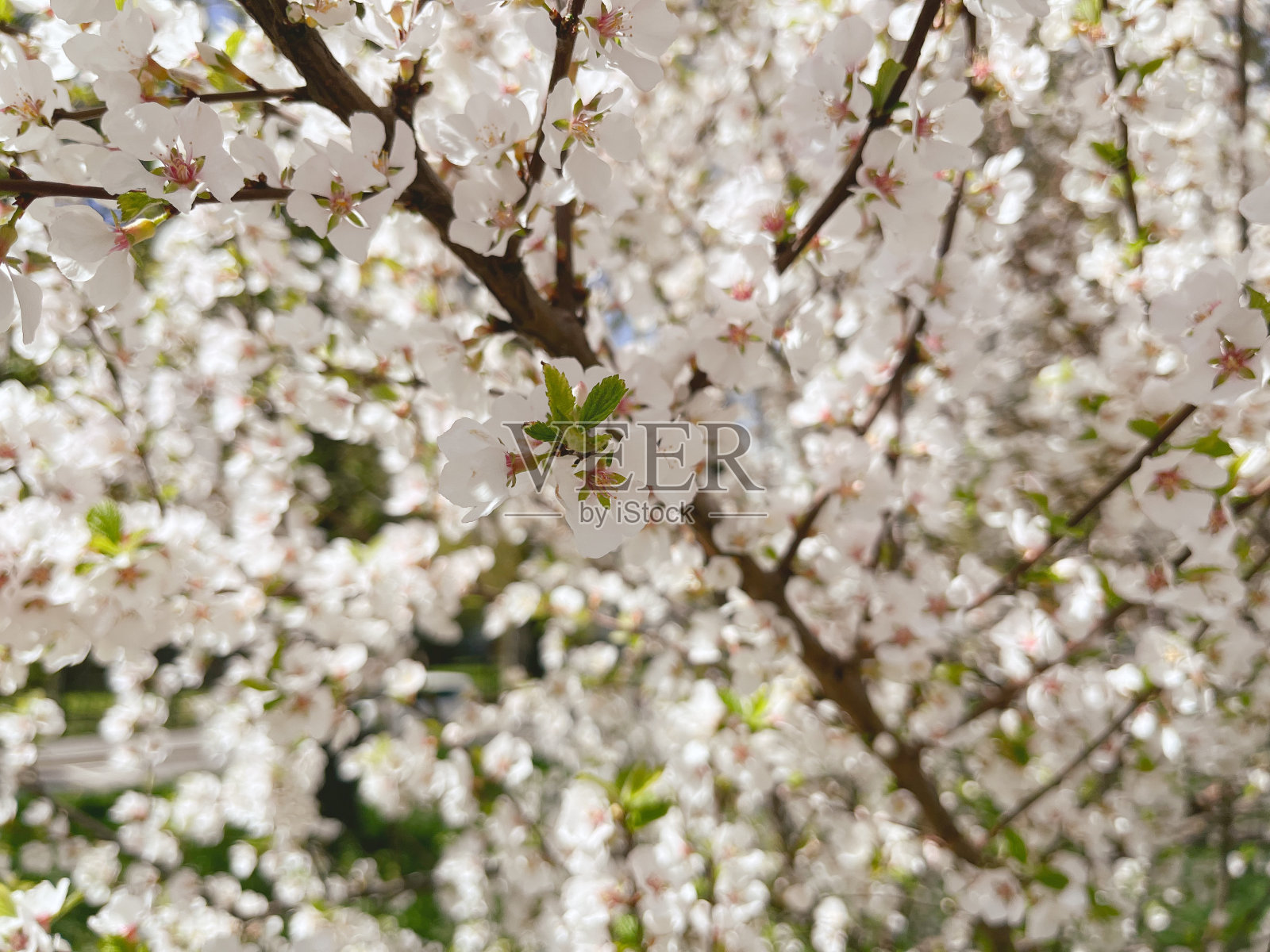 果树开着美丽的花，果树开花了照片摄影图片