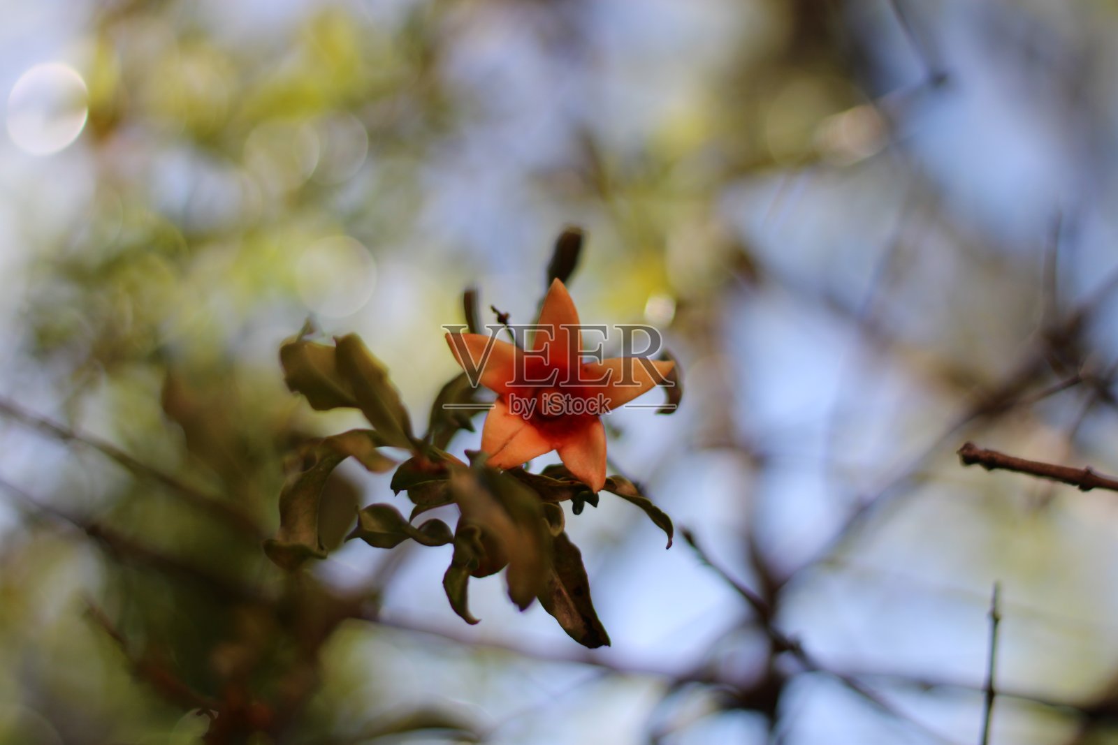 花照片摄影图片