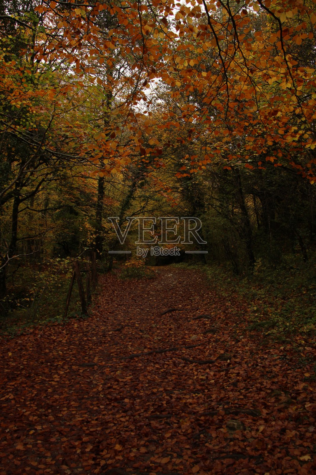 尿道来源的路径照片摄影图片