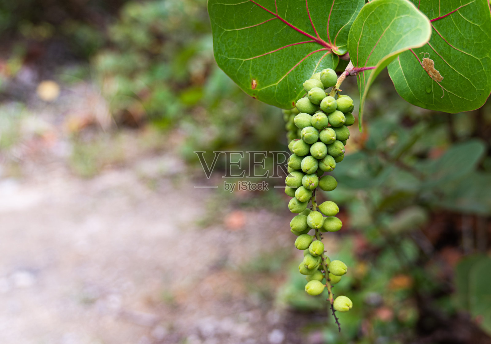 正在成熟的海草或悬在树枝上的育碧照片摄影图片