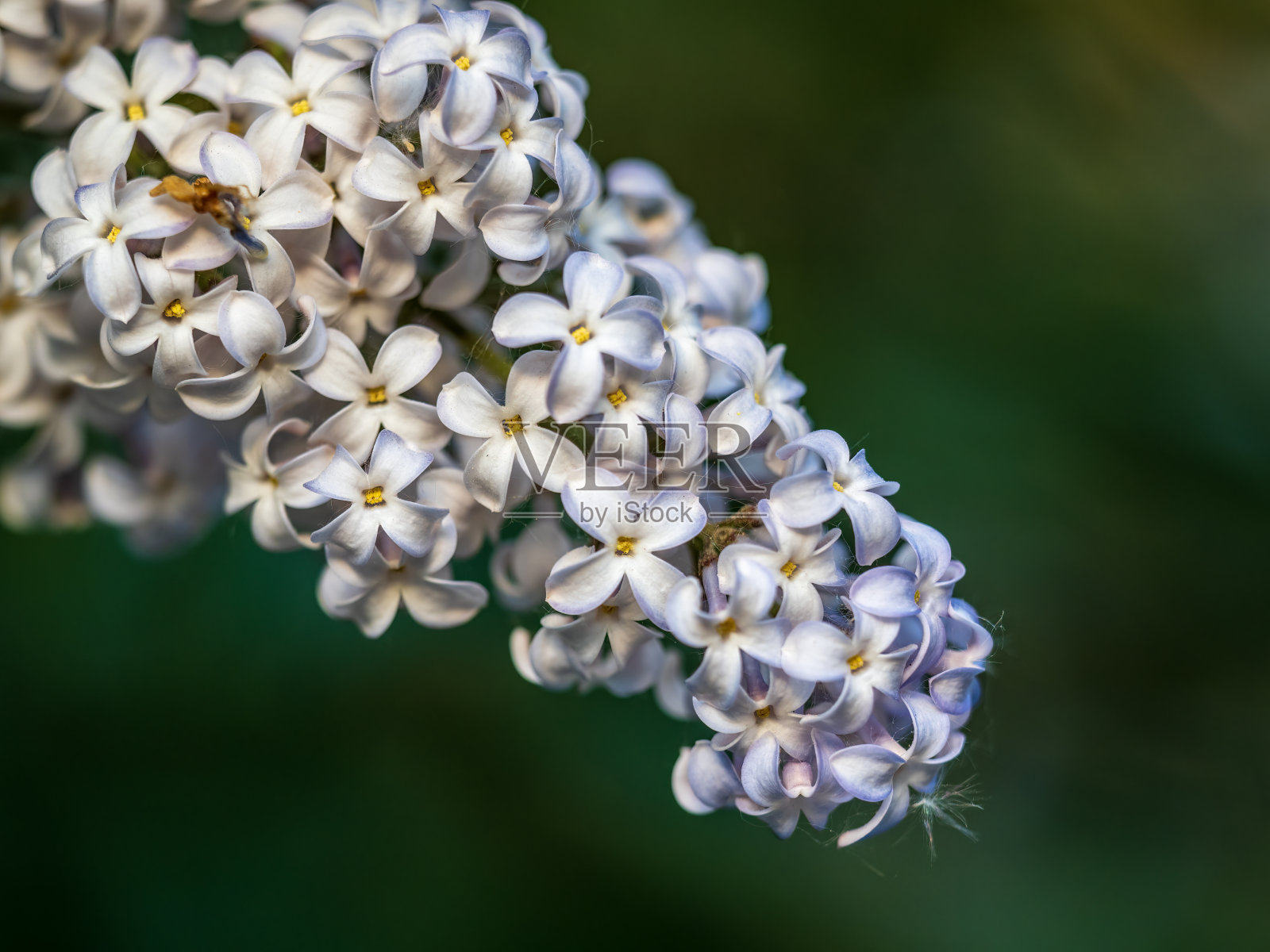 白色盛开的丁香花在春天与模糊的背景照片摄影图片