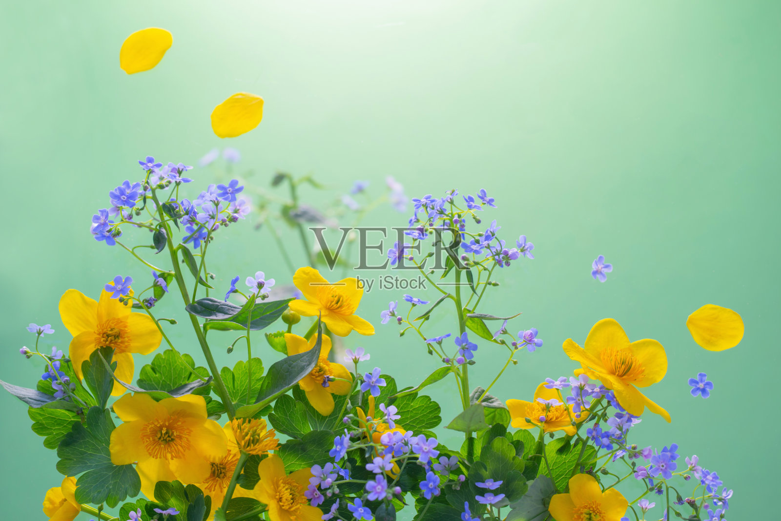 春天蓝色和黄色的花在绿色的背景照片摄影图片