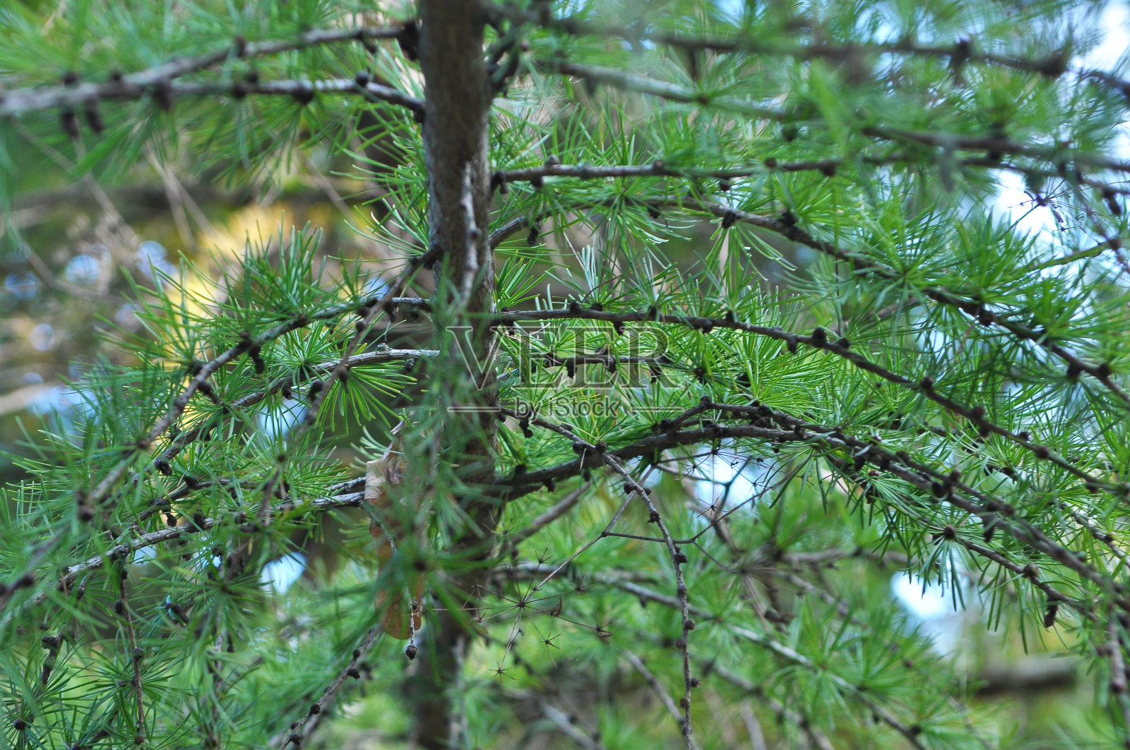 落叶松的绿枝照片摄影图片