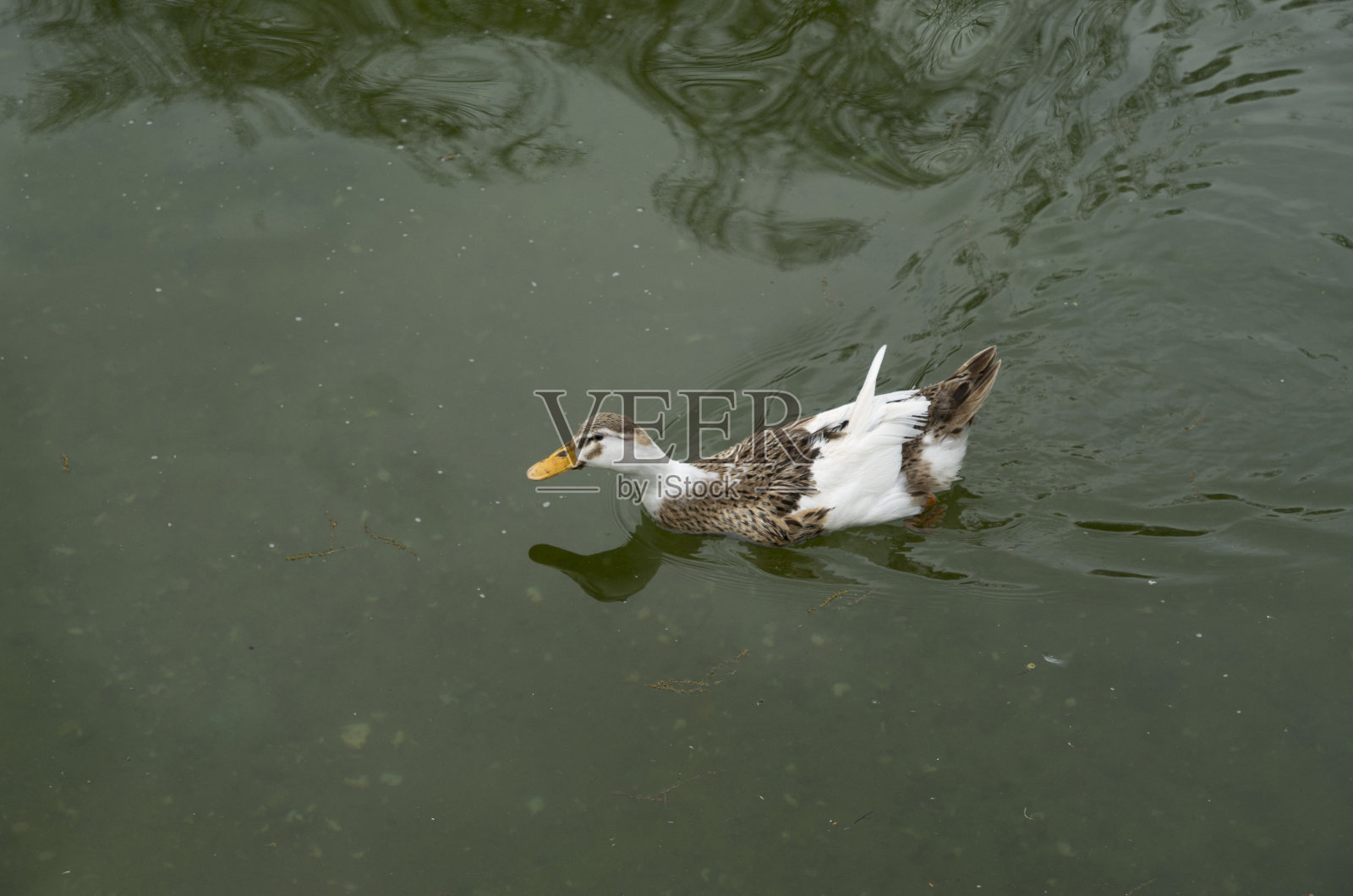 鸭子在湖边游泳照片摄影图片