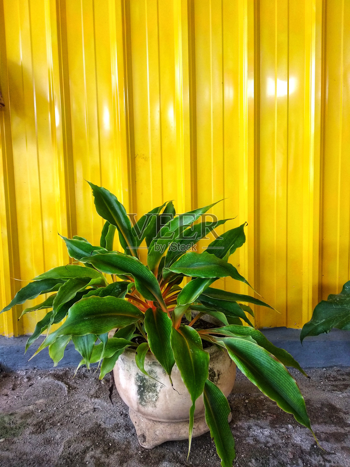 蒙斯特拉花盆栽与黄色的墙背景照片摄影图片