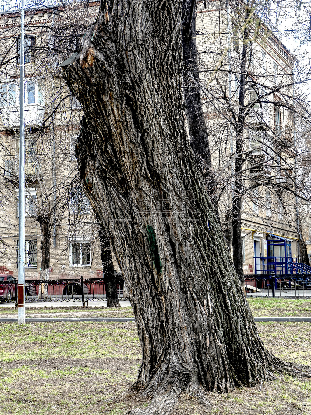 树干弯曲起皱的老树照片摄影图片