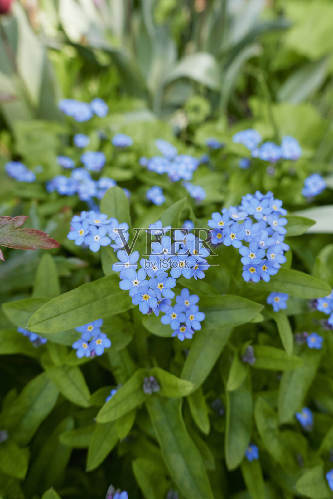 林中肌炎开花照片摄影图片