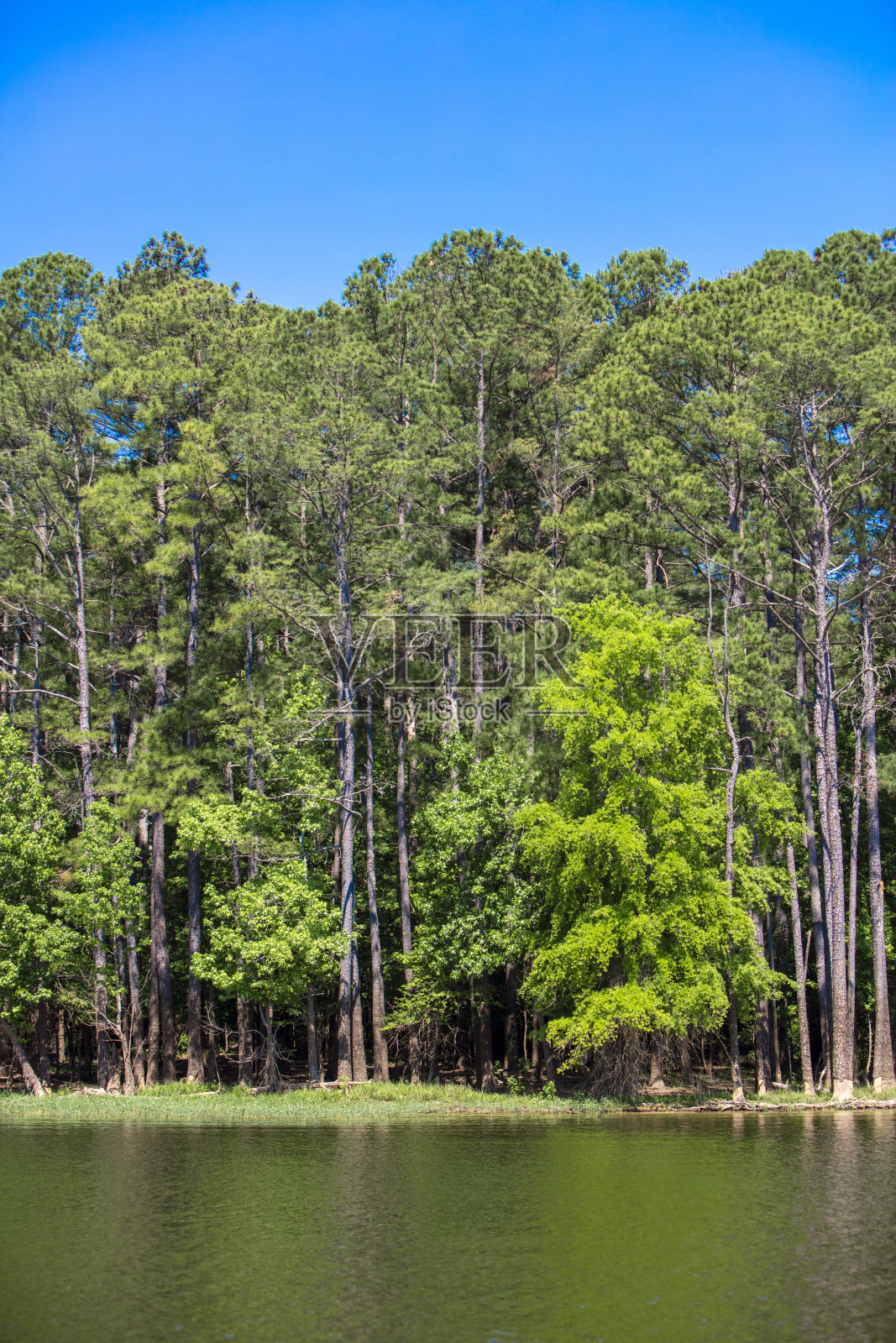 北卡罗莱纳州湖滨与美丽的森林林地照片摄影图片