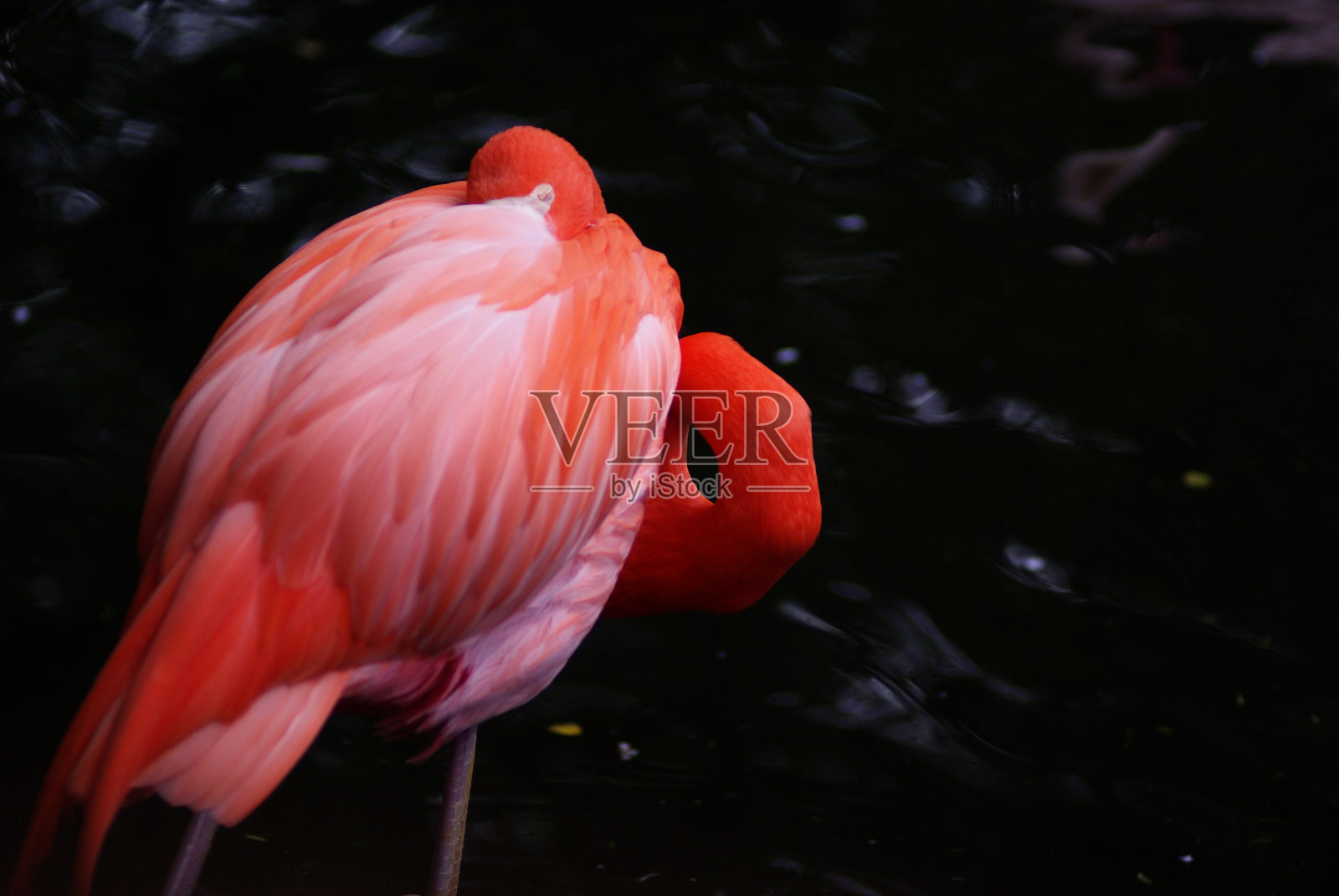 火烈鸟照片摄影图片