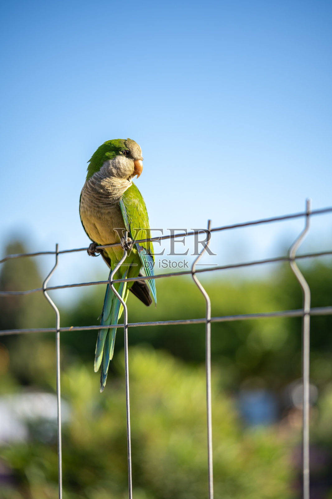 巴塞罗那街上一只绿色的野生鹦鹉。模糊的背景照片摄影图片