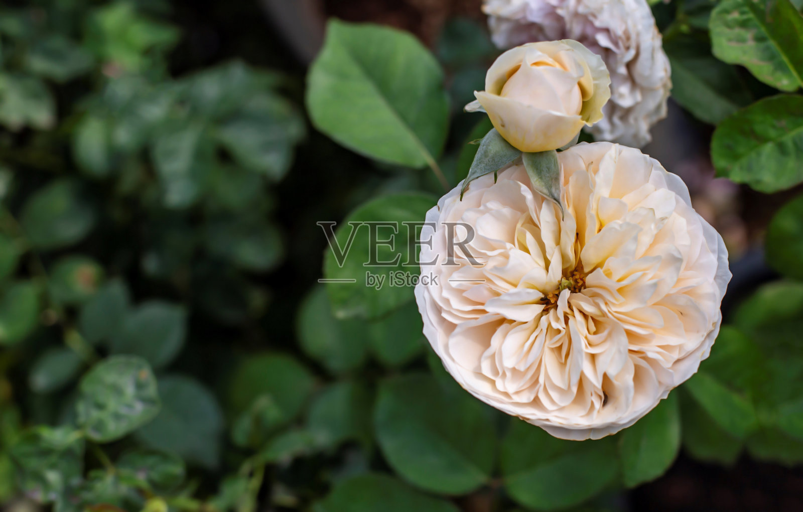 公园里的玫瑰照片。模糊的背景。照片摄影图片