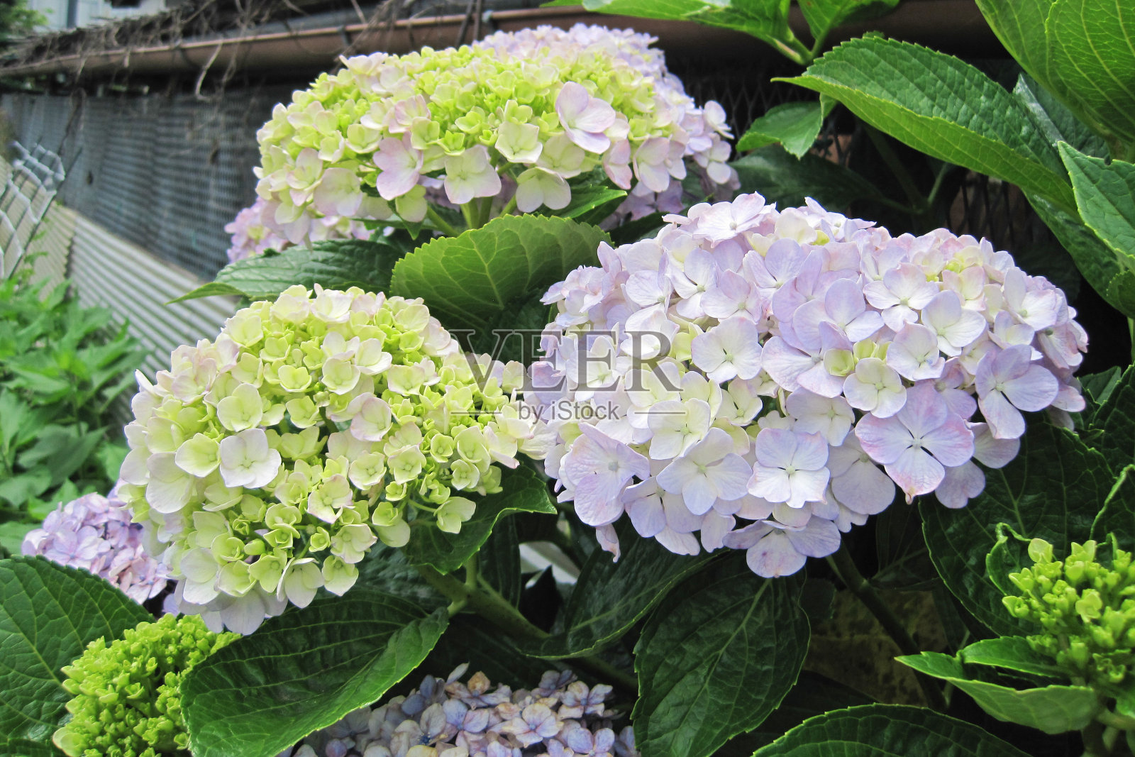 淡紫色的绣球开始变色。照片摄影图片