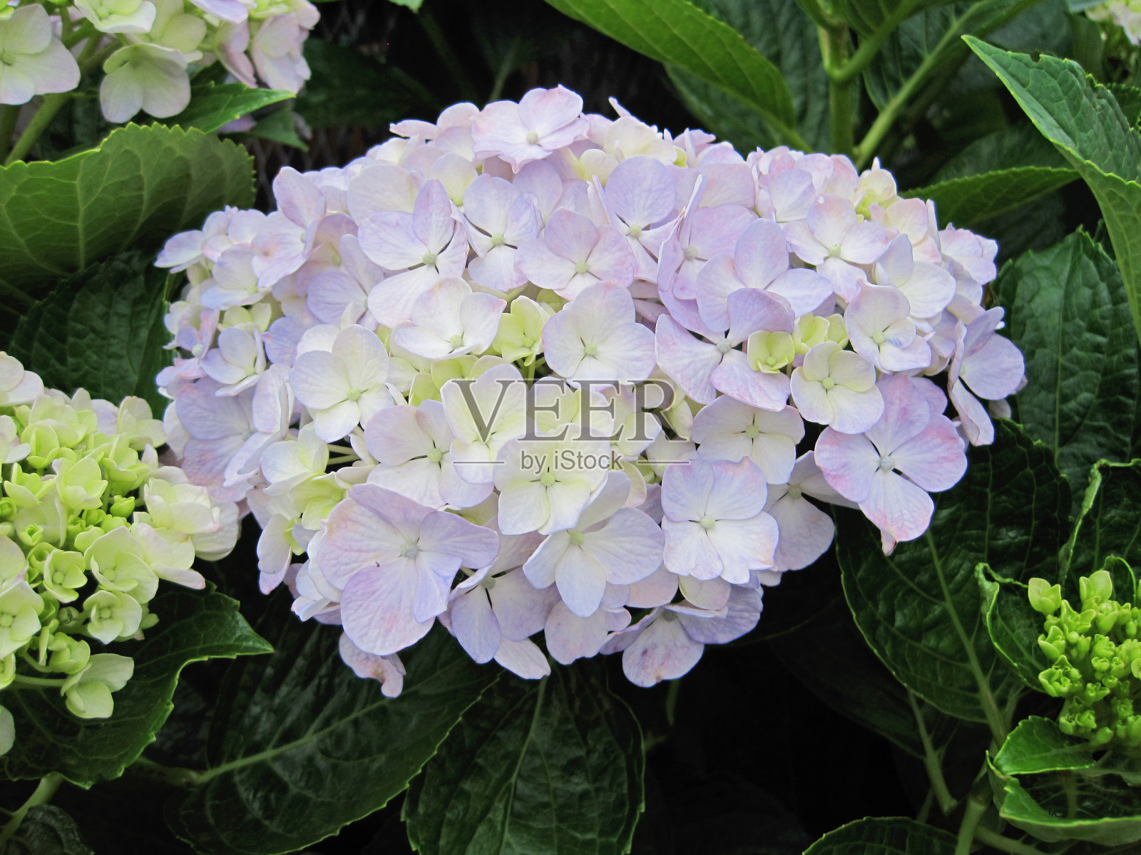 淡紫色的绣球开始变色。照片摄影图片