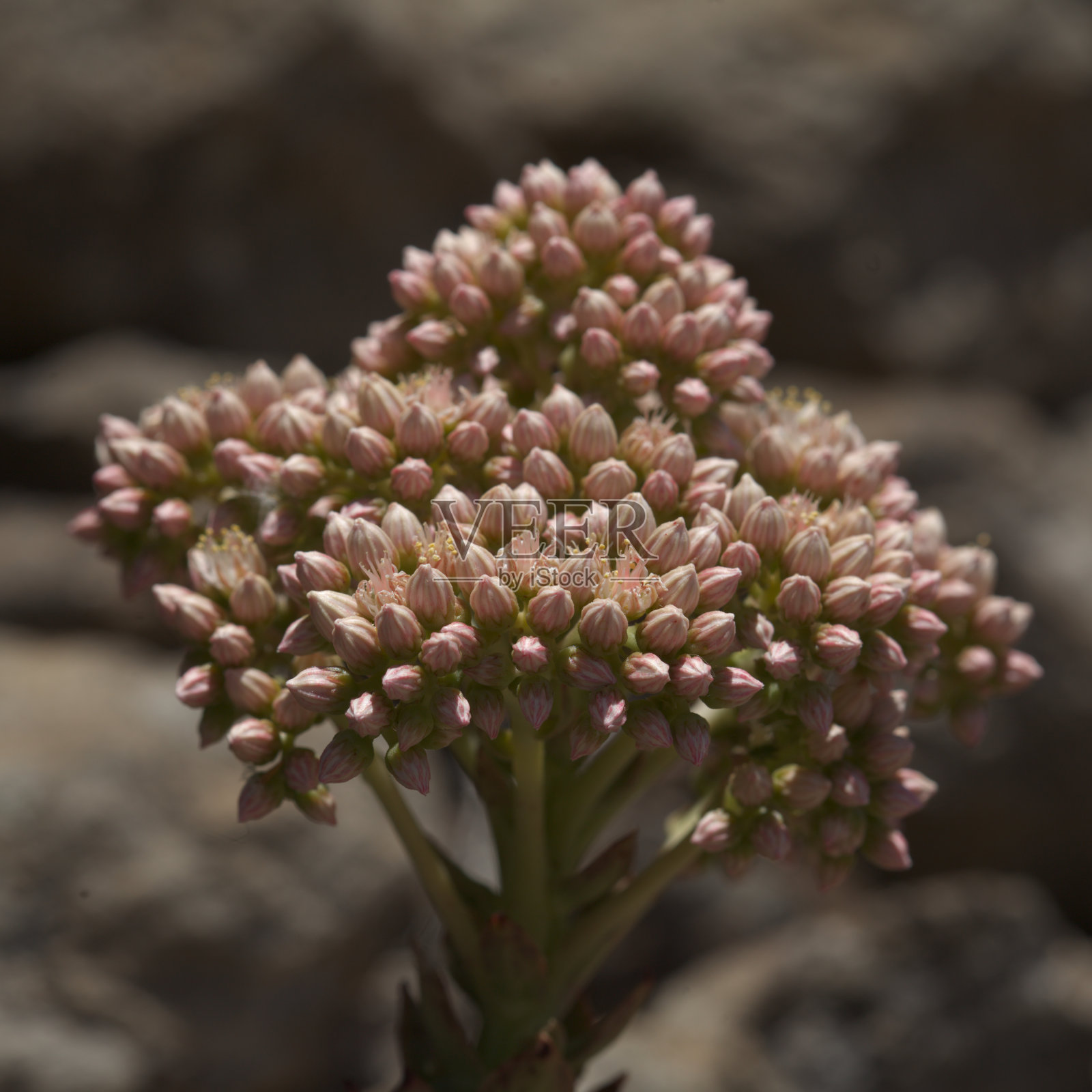 大加纳利群岛的植物区系- Aeonium percarneum，岛上特有的肉质植物照片摄影图片