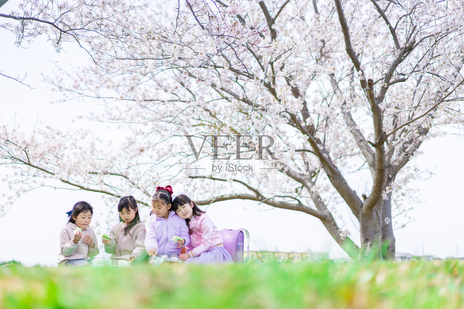 小女孩们在樱桃树下野餐照片摄影图片