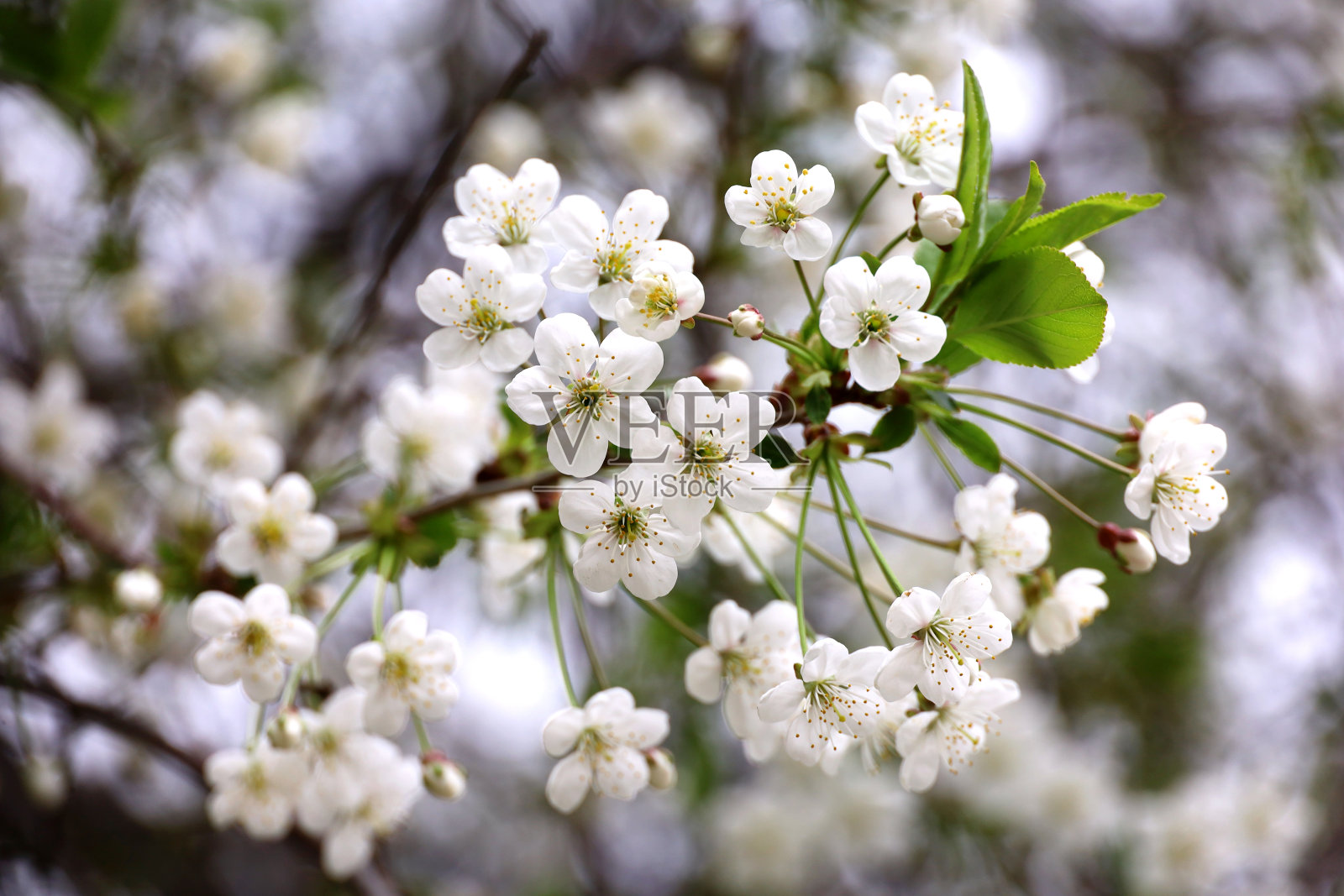 樱花在春天的花园里盛开照片摄影图片