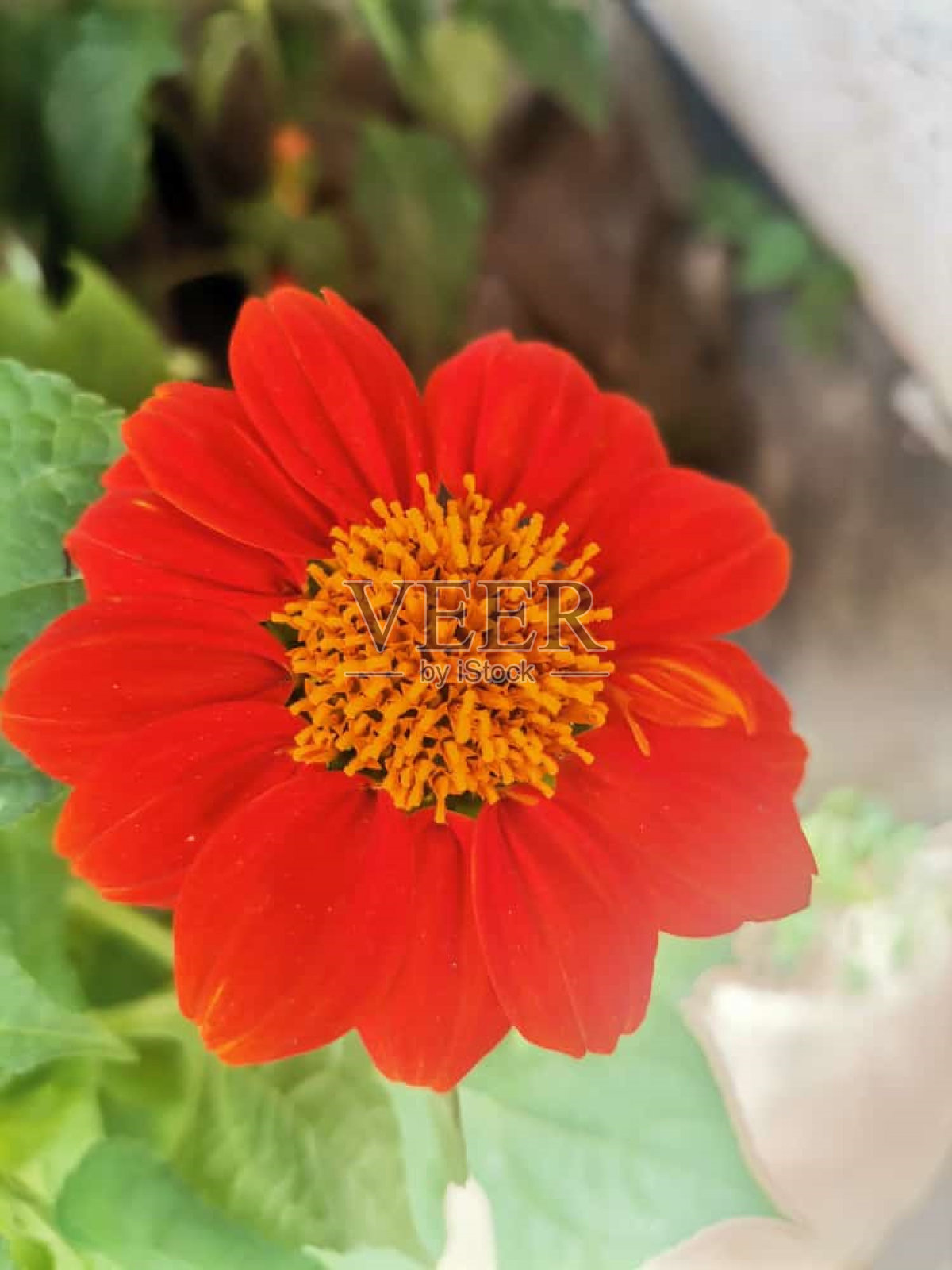 红色的太阳的花照片摄影图片