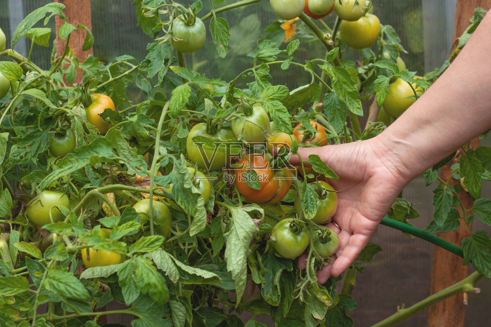 手摘绿色未成熟番茄，农业丰收概念照片摄影图片
