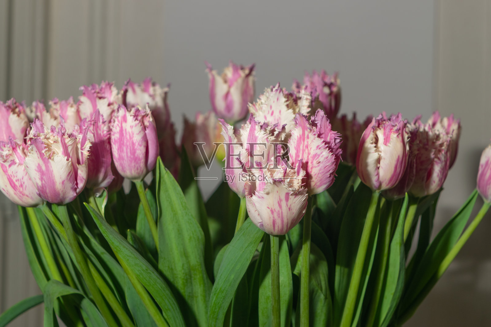 郁金香花束，春天的郁金香花照片摄影图片