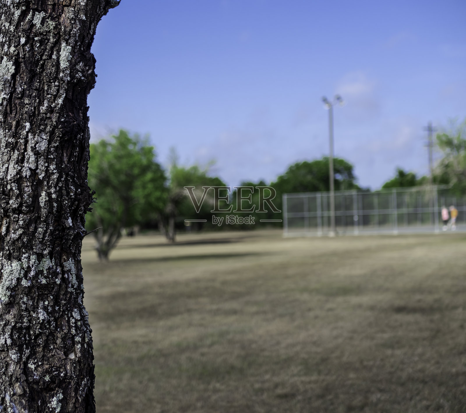 网球场附近长满青苔的树干照片摄影图片