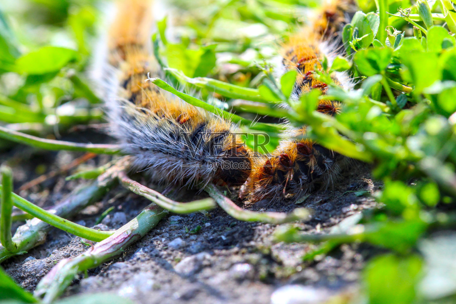 松树列队(procary)毛虫(caterpillar)在绿草(green lawn)中的鸟群近距离(macro) - (thaumetopoea pityocampa)照片摄影图片