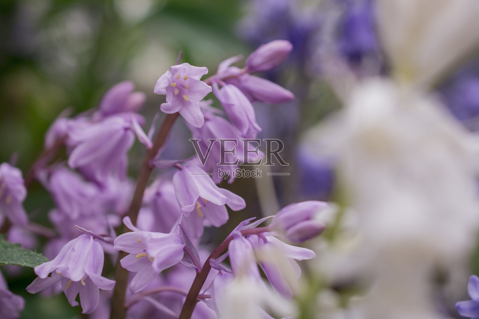英国风信子(Hyacinthoides non-scripta)特写照片摄影图片