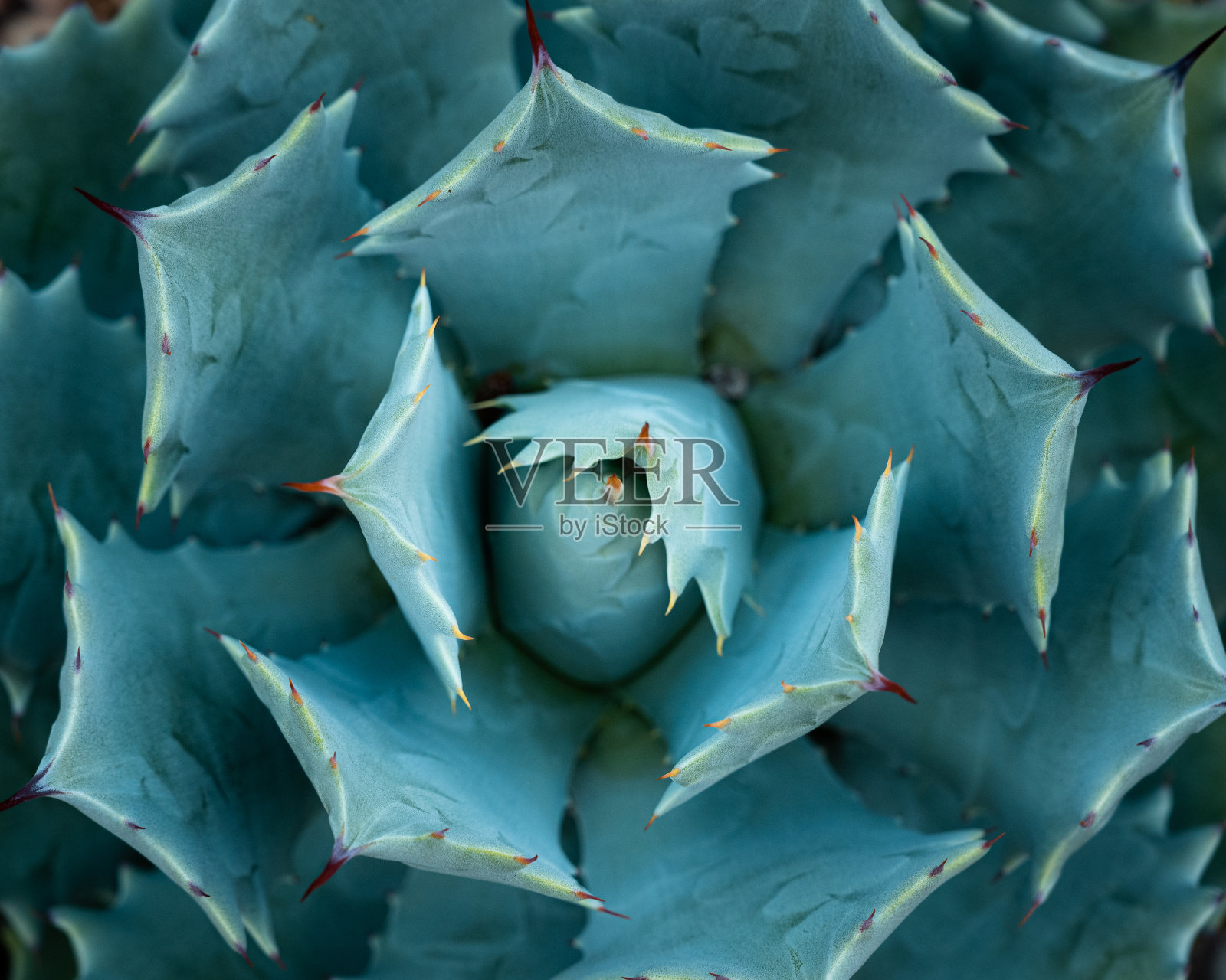 蓝色龙舌兰的天顶视图照片，在其两侧比例的方面照片摄影图片