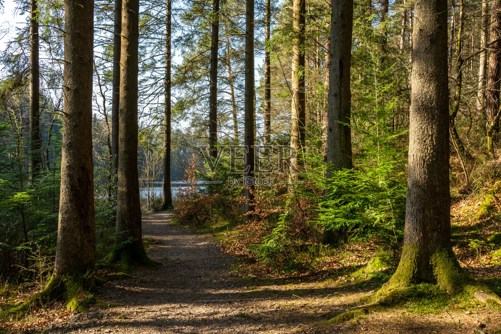 达尔比提森林镇森林照片摄影图片
