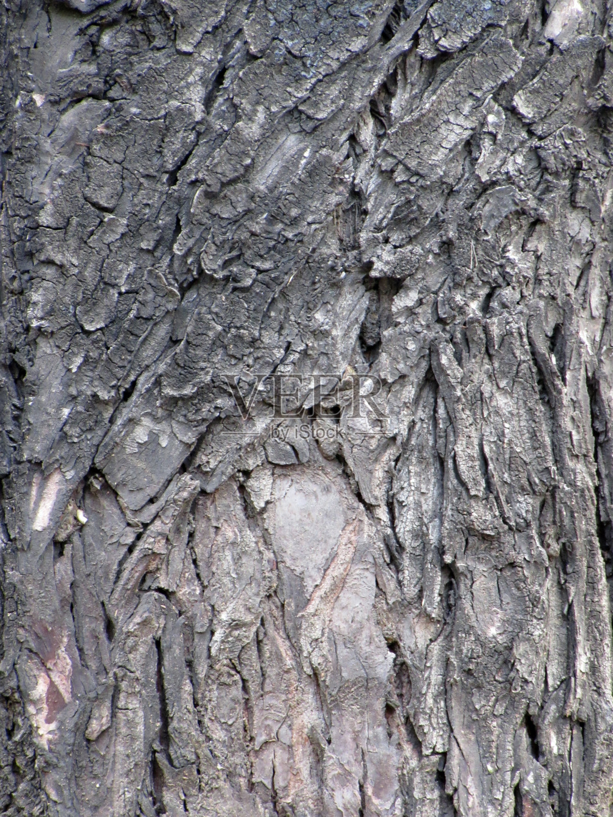 磷灰石树皮的质地照片摄影图片