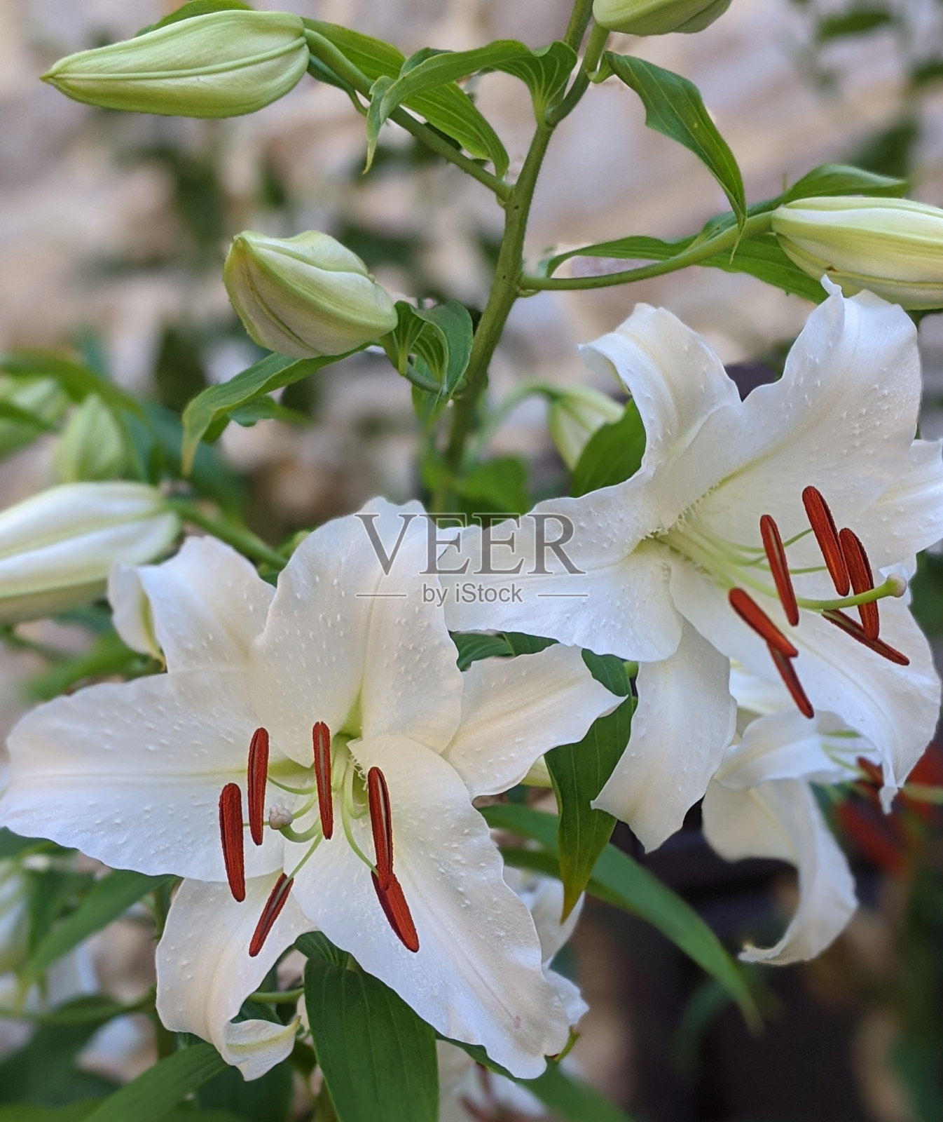 白色的花照片摄影图片