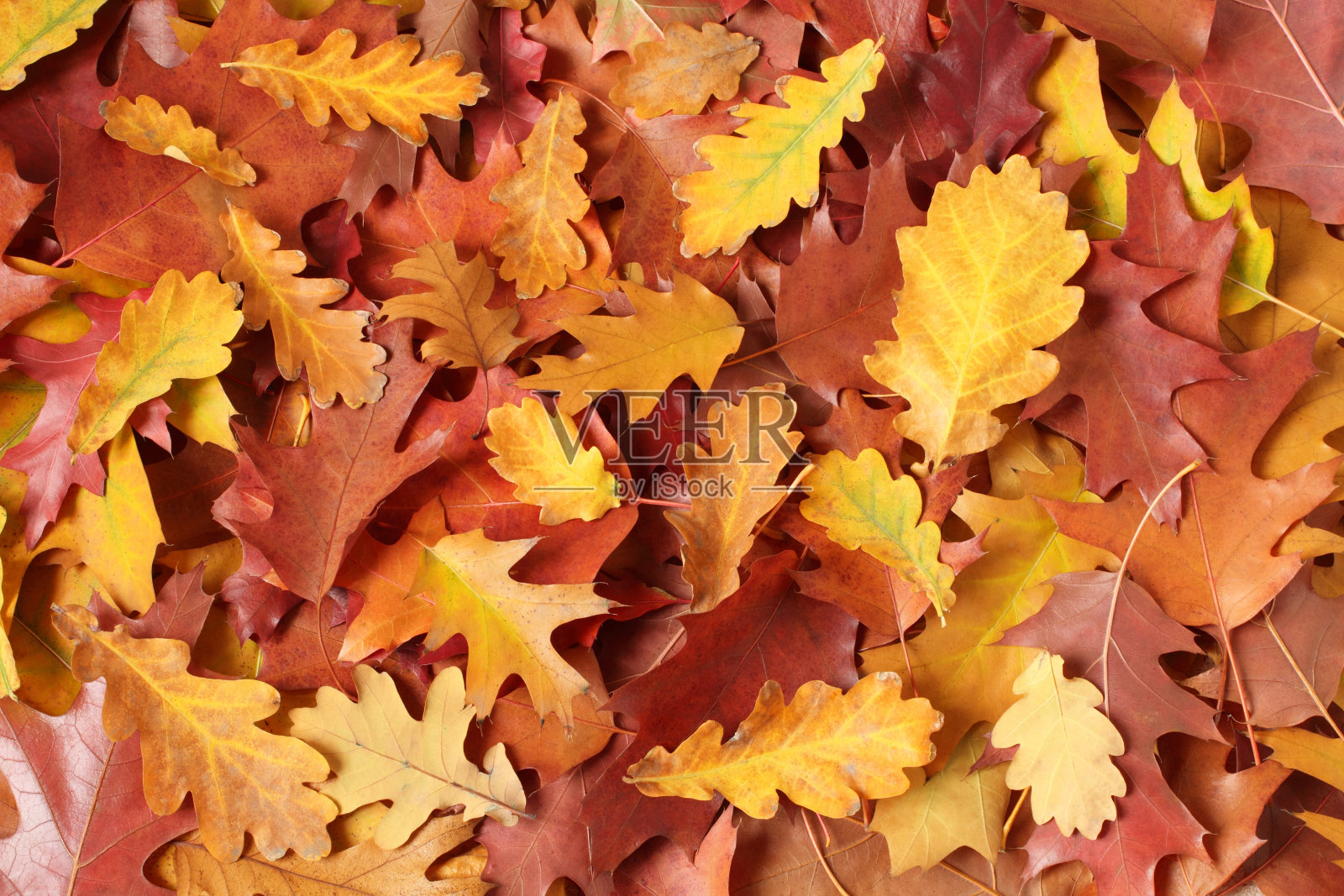 秋天的背景——干燥的棕色、红色、紫色、橙色、黄色橡树叶。自顶向下视图照片摄影图片