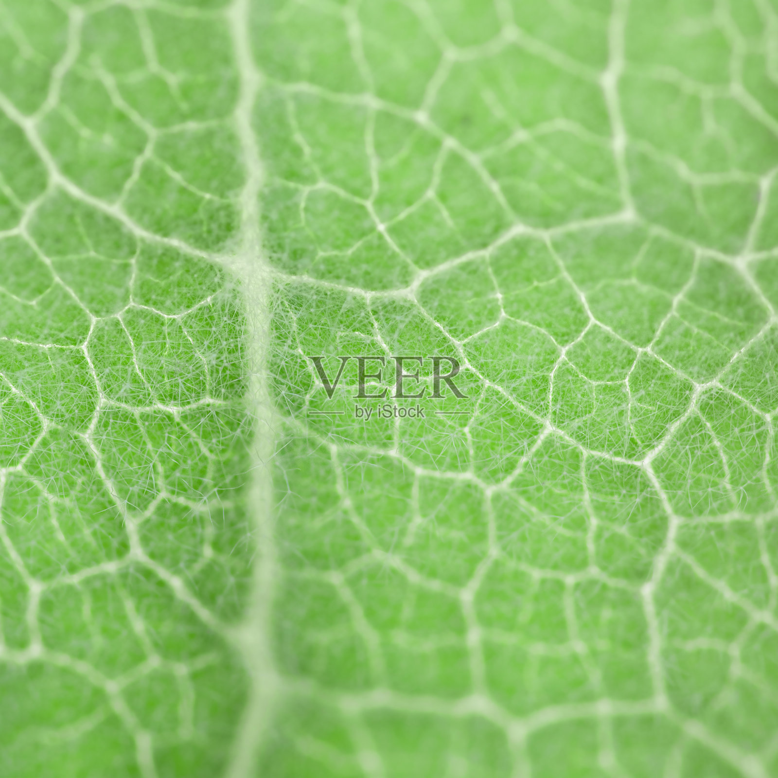 绿叶显示出自然错综复杂的结构和叶脉连接的格局照片摄影图片