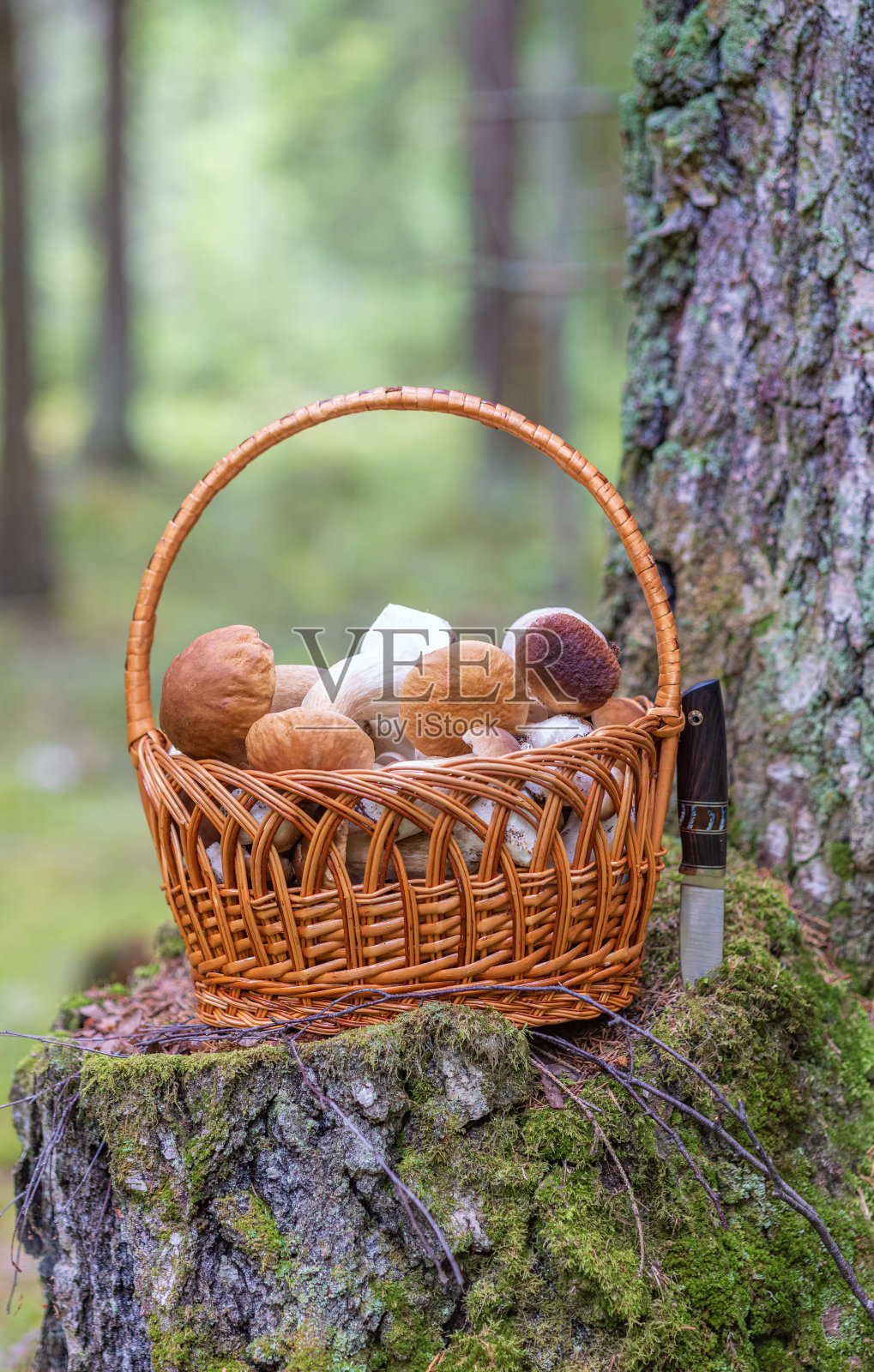 树桩上有蘑菇的篮子照片摄影图片