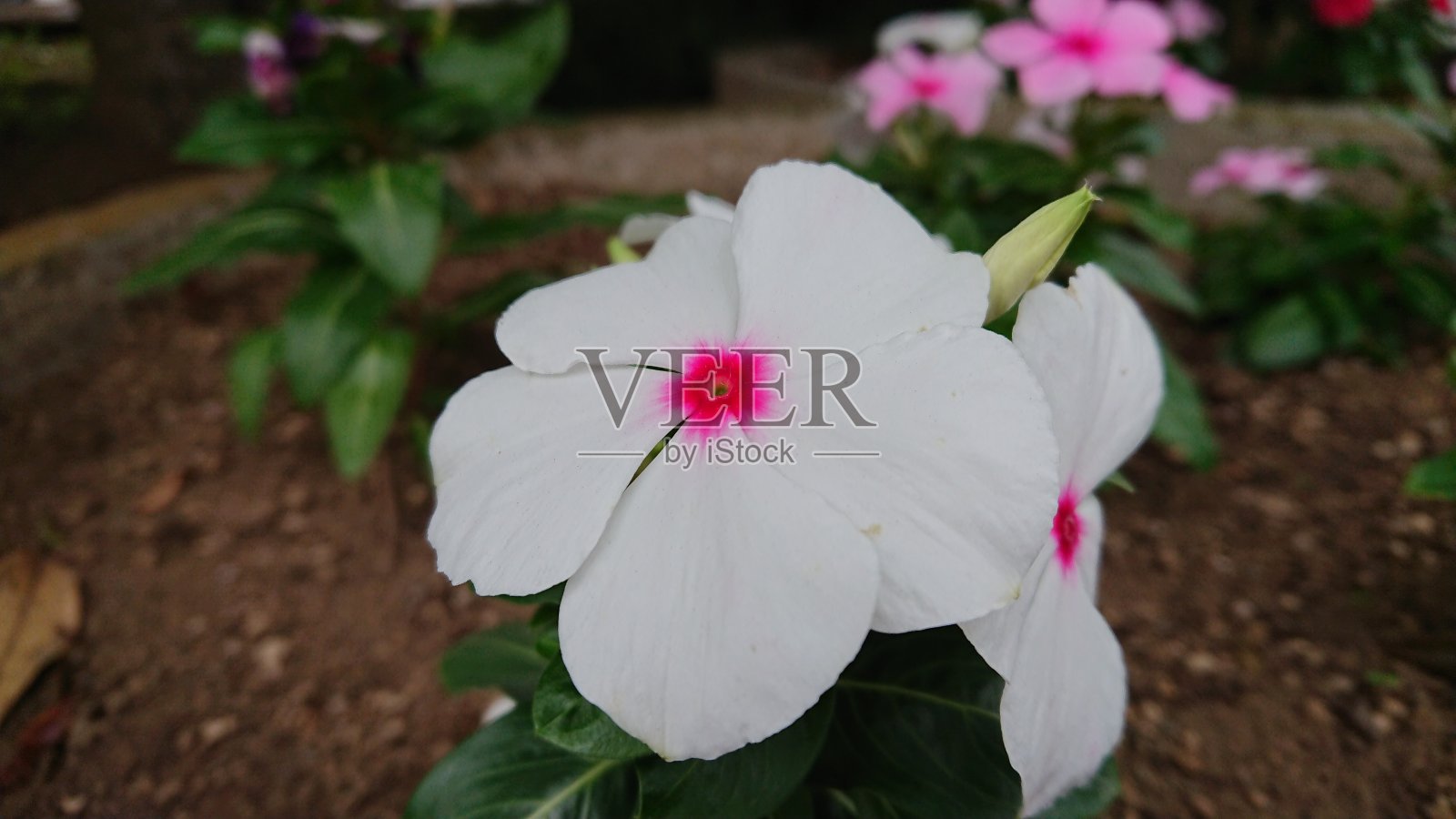 长春花照片摄影图片