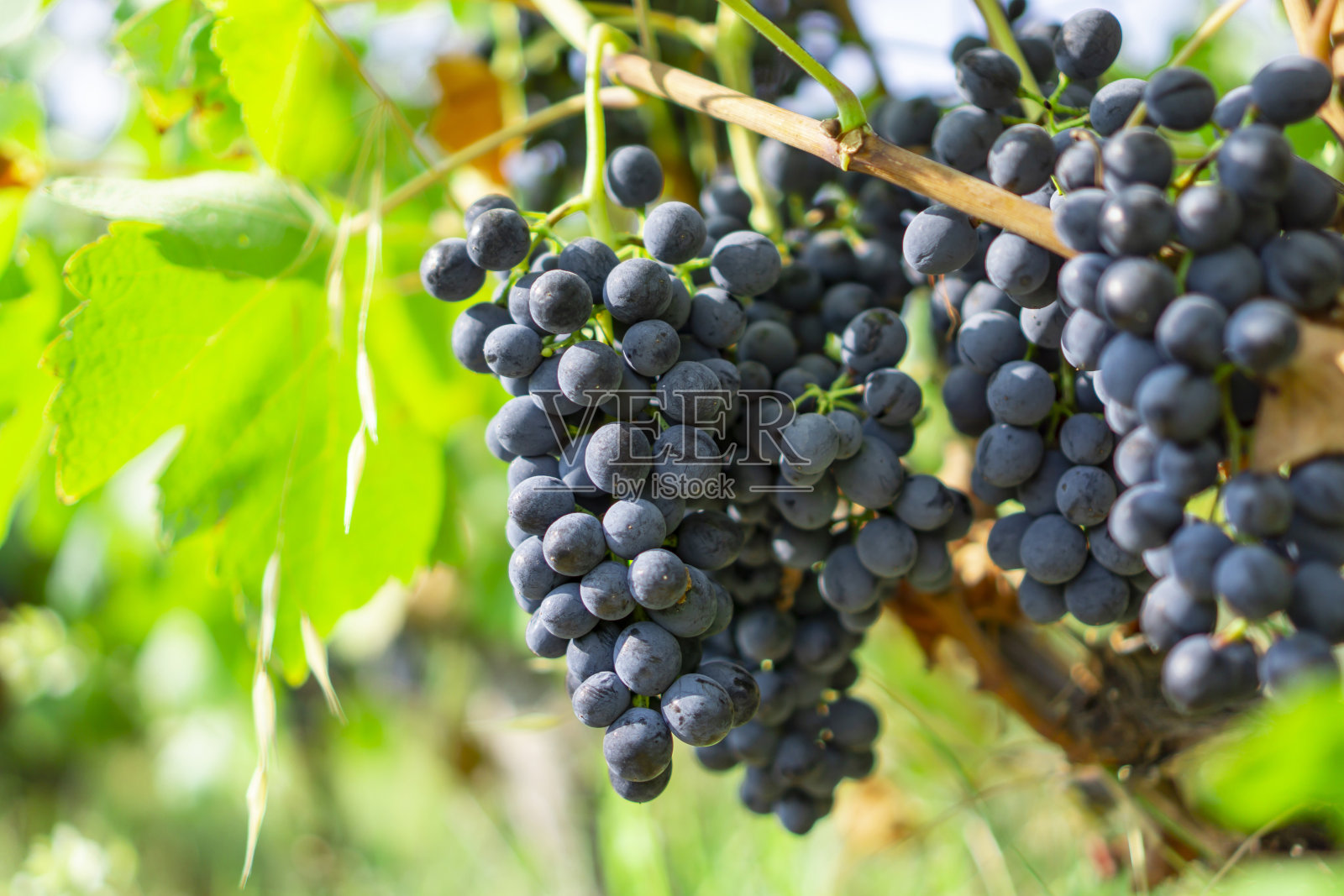 收获季节，在柔和的阳光下，一串串新鲜的深色成熟葡萄挂在绿叶上，种植在有机葡萄园的农场里，生产红葡萄酒照片摄影图片