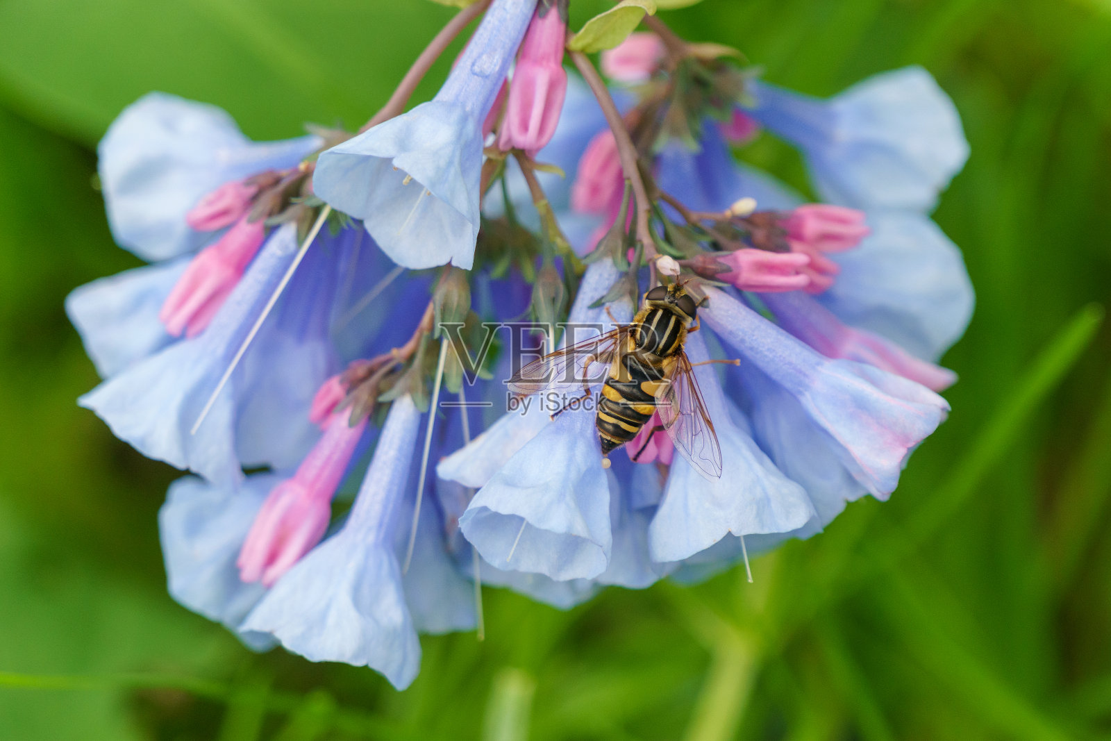 小蜜蜂栖息在弗吉尼亚蓝铃花上照片摄影图片