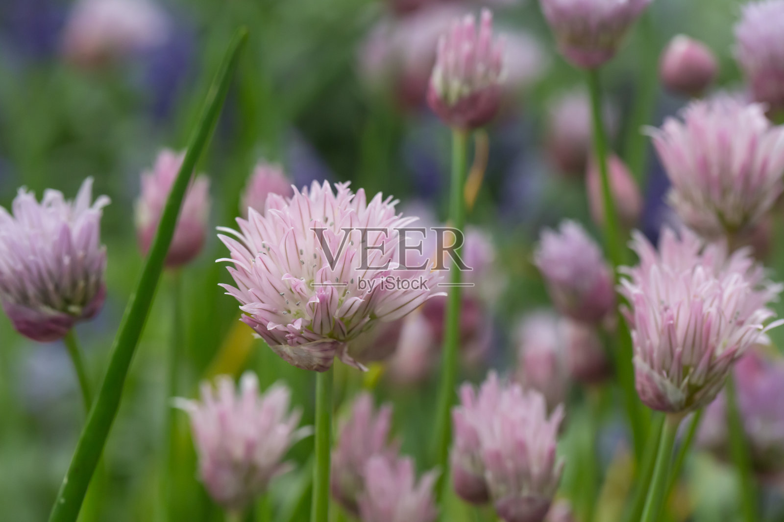 户外开紫花北方洋葱，纵葱照片摄影图片